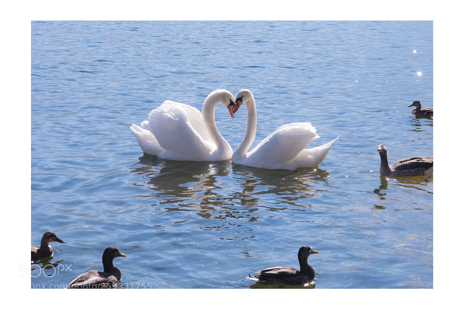 Nikon D810 sample photo. Fall in love photography