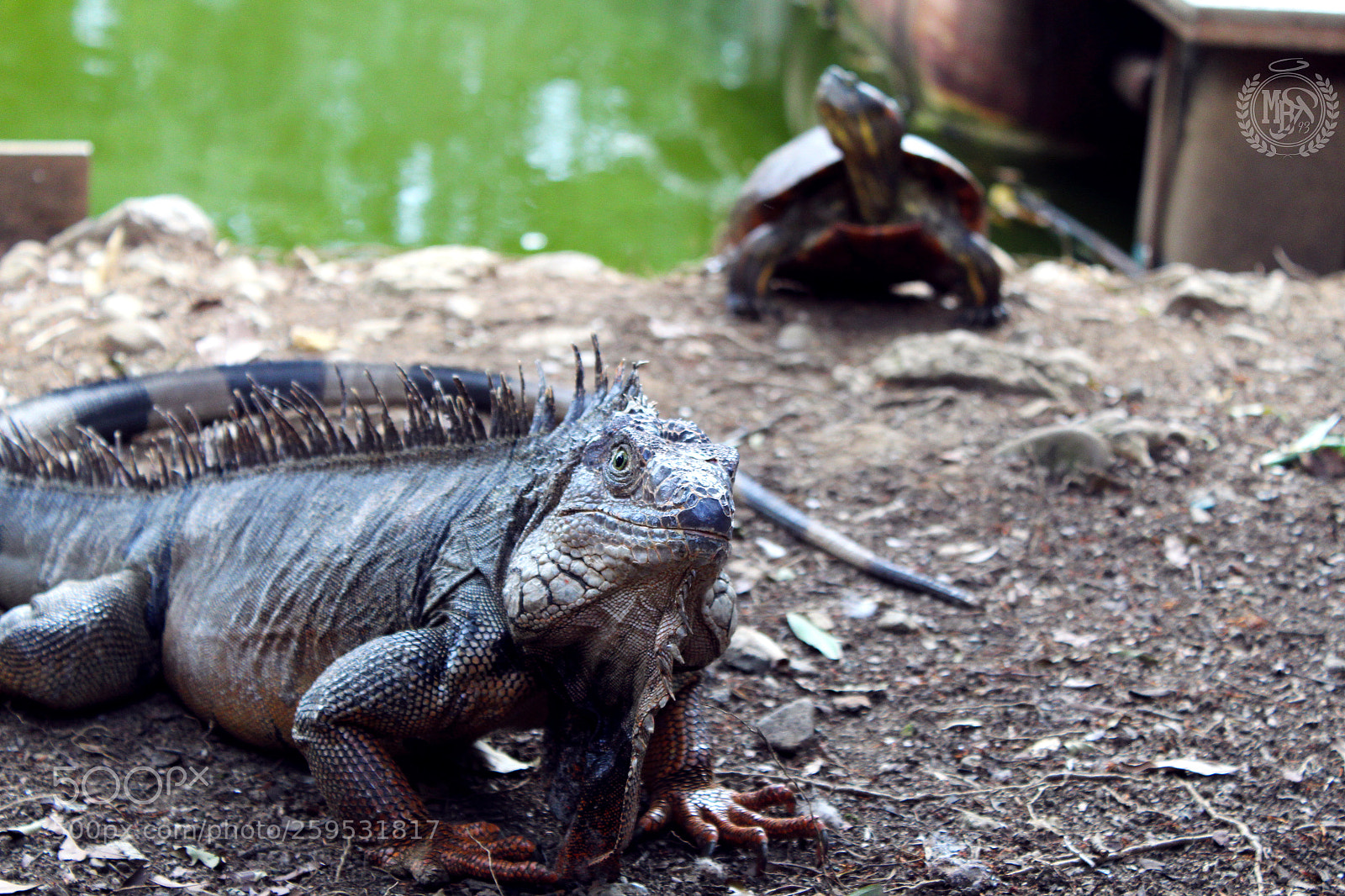 Canon EOS 1300D (EOS Rebel T6 / EOS Kiss X80) sample photo. Iguana photography