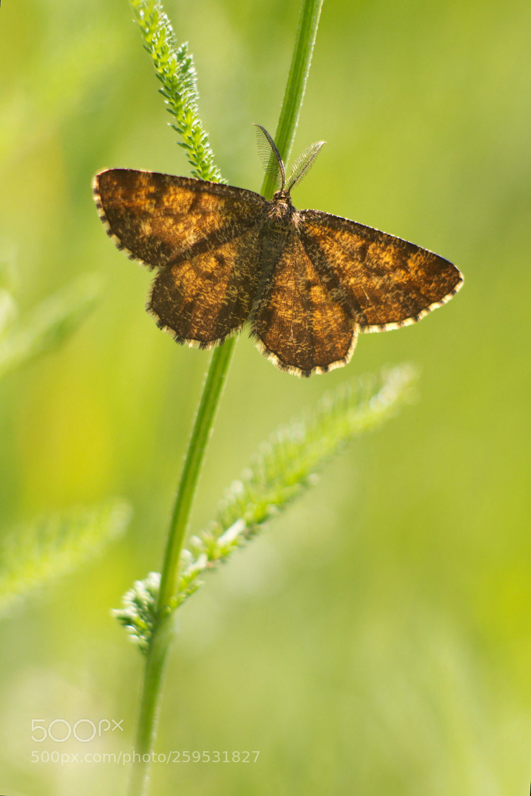 Canon EOS 60D sample photo. Butterfly photography