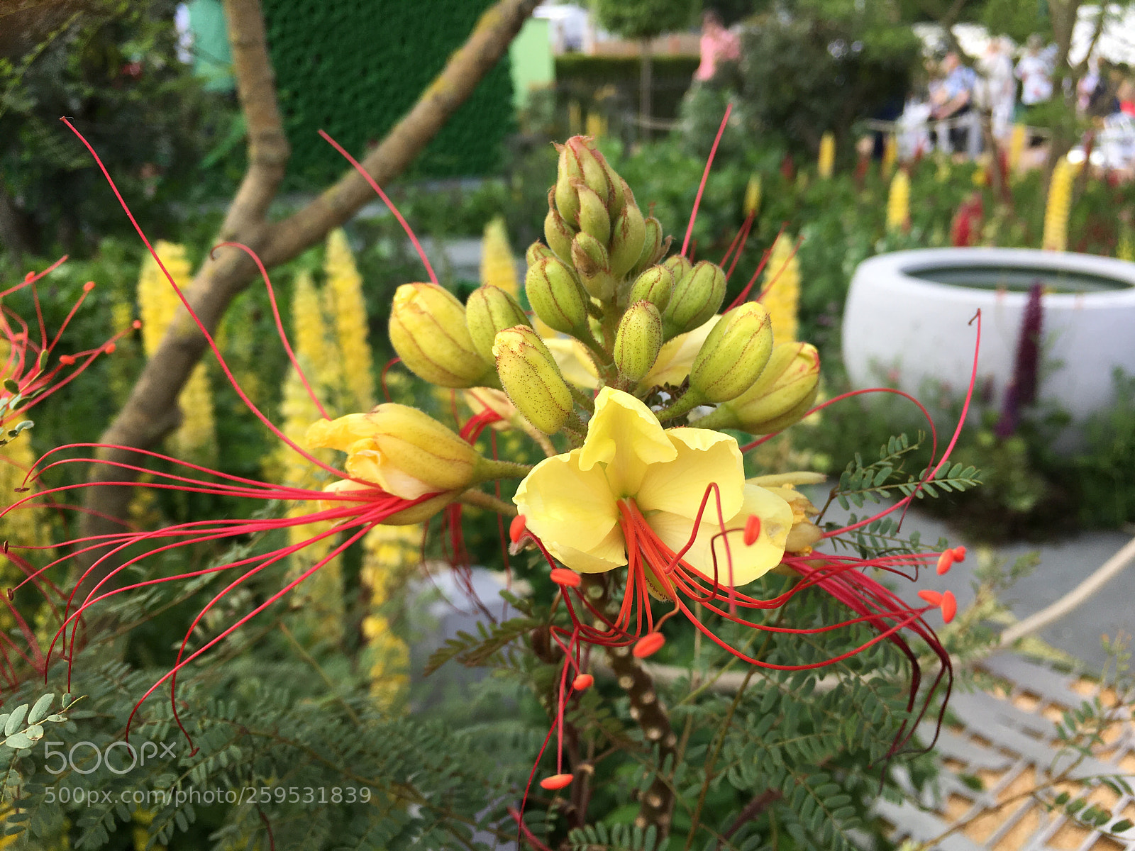 Apple iPhone SE sample photo. Beauty photography