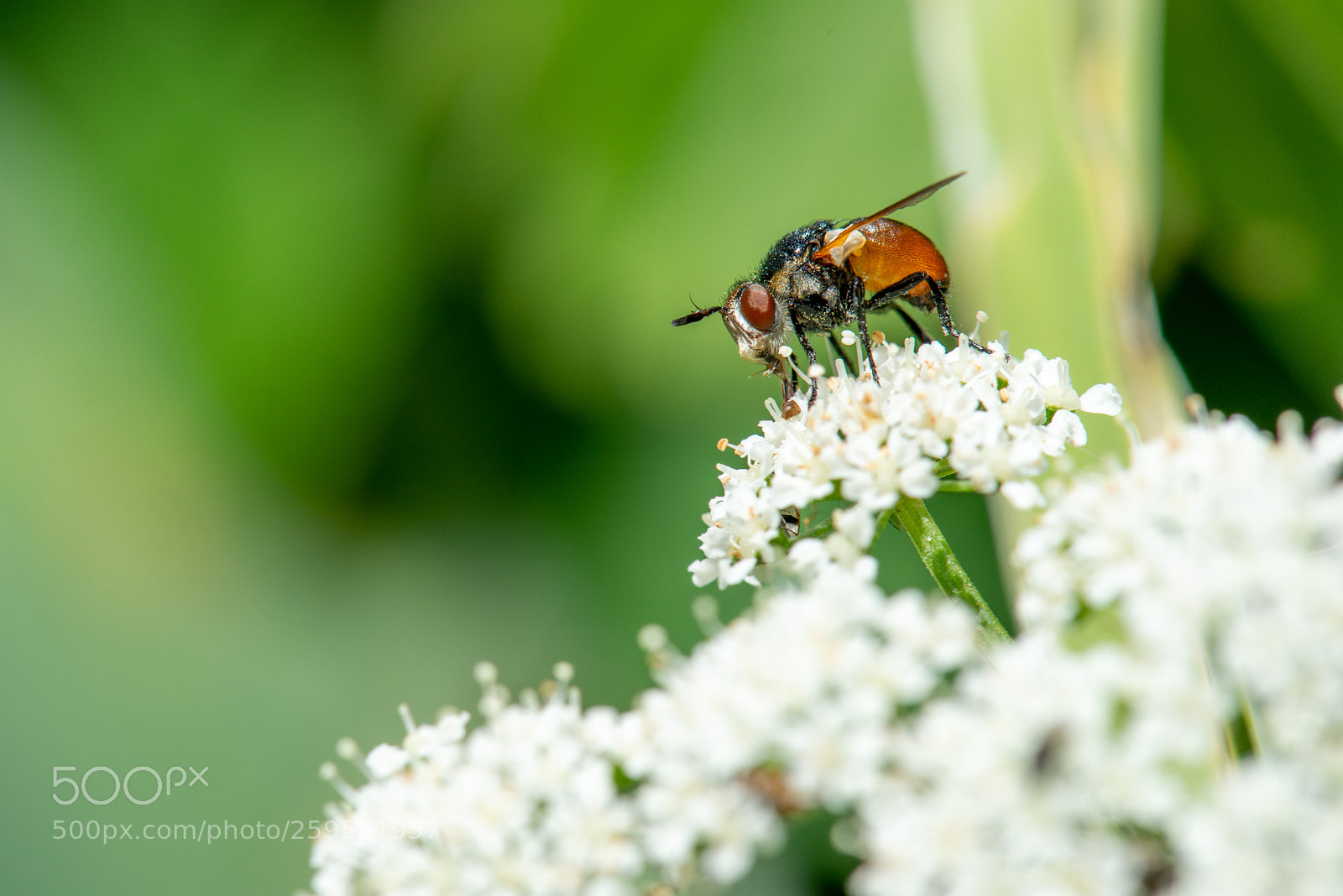 Nikon D800 sample photo. Tachina fera fly photography