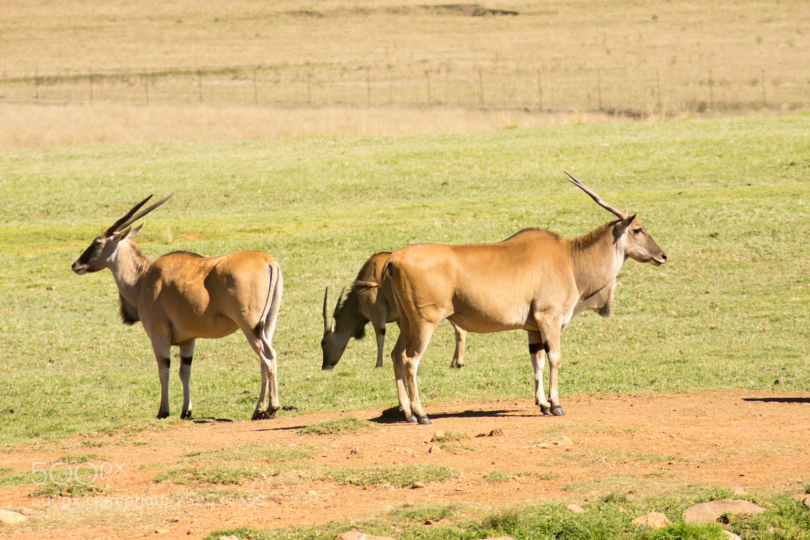 Nikon D7200 sample photo. Elands and other animals photography