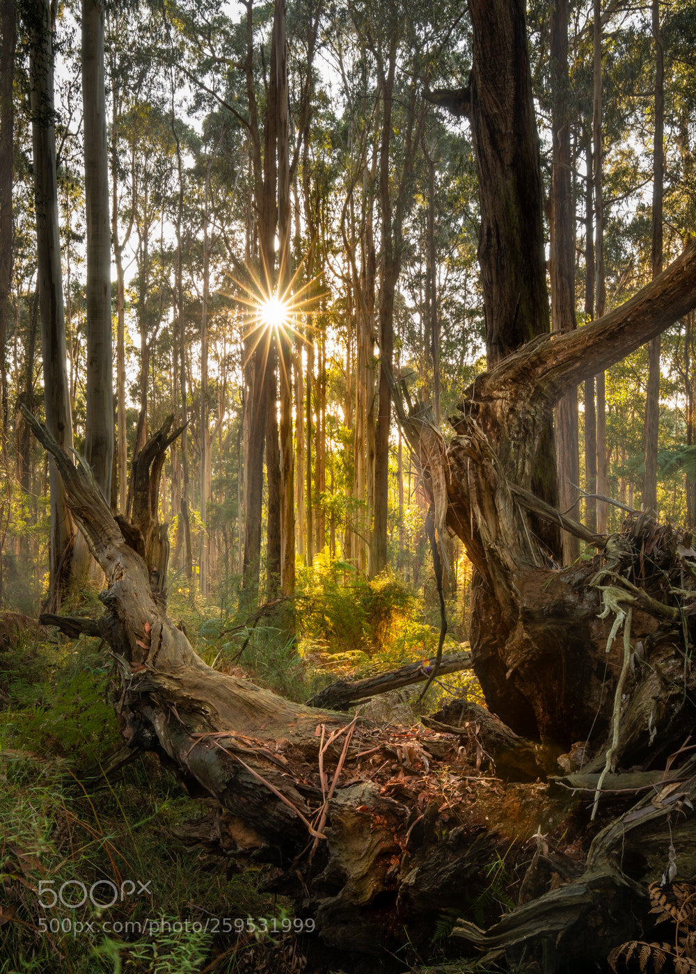 Canon EOS 5D Mark IV sample photo. Eucalypt forest photography