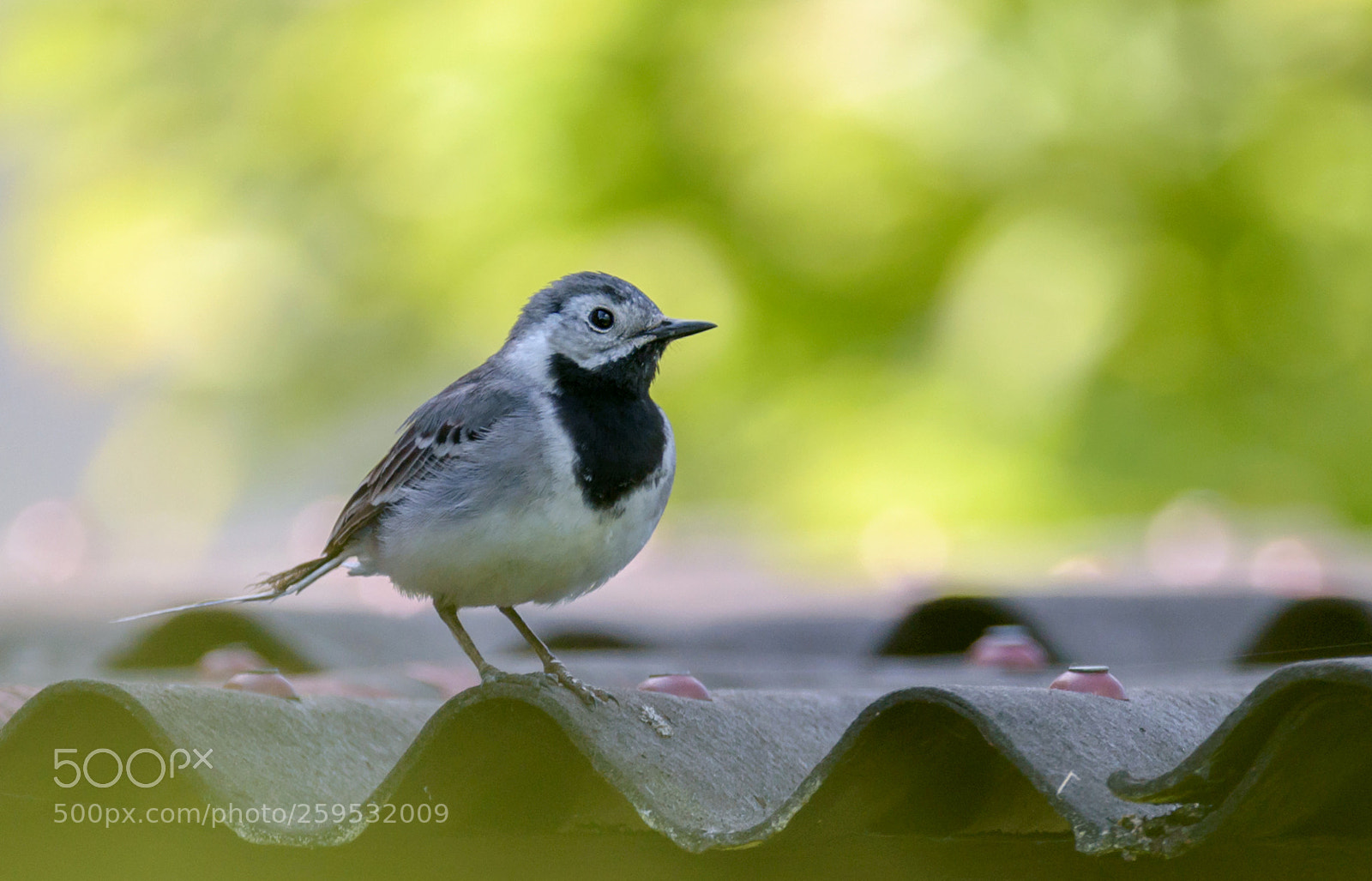 Nikon D750 sample photo. White wagtail photography