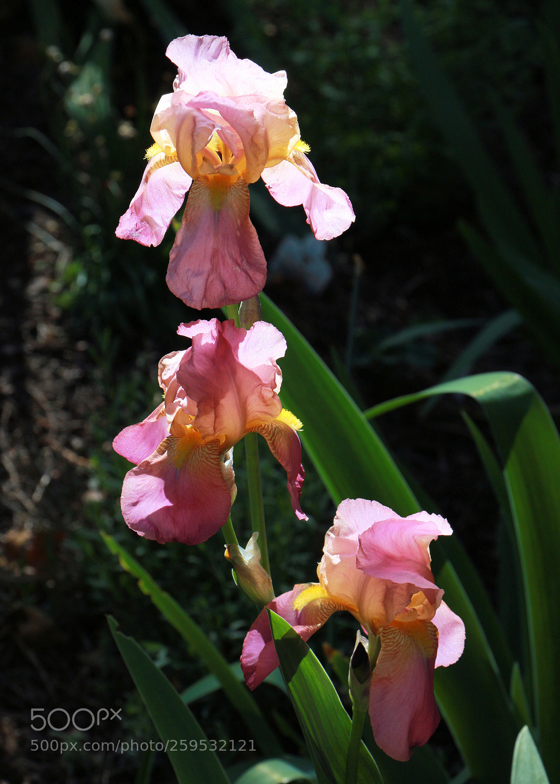 Canon EOS 700D (EOS Rebel T5i / EOS Kiss X7i) sample photo. Back light trio photography