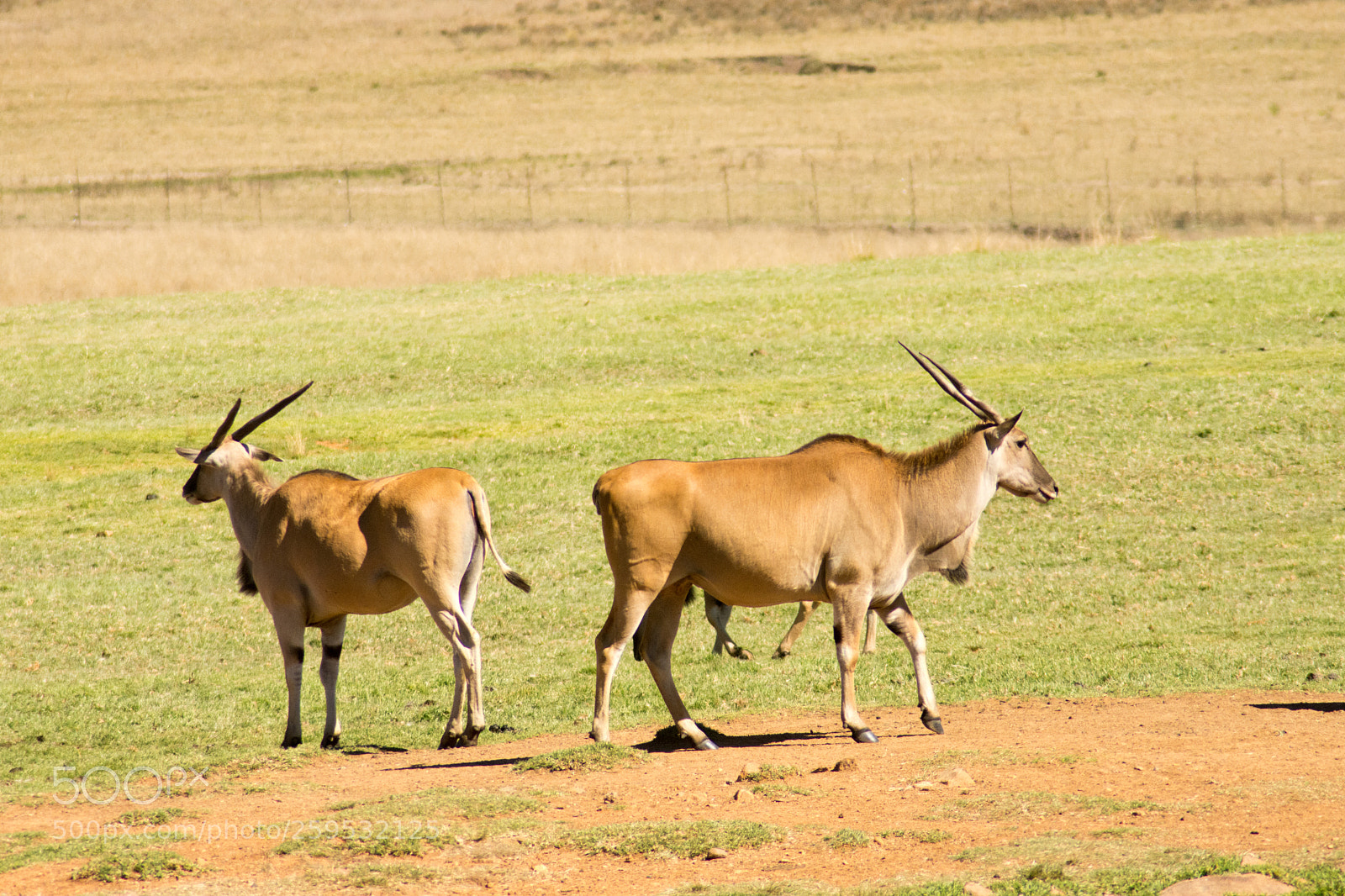 Nikon D7200 sample photo. Elands and other animals photography