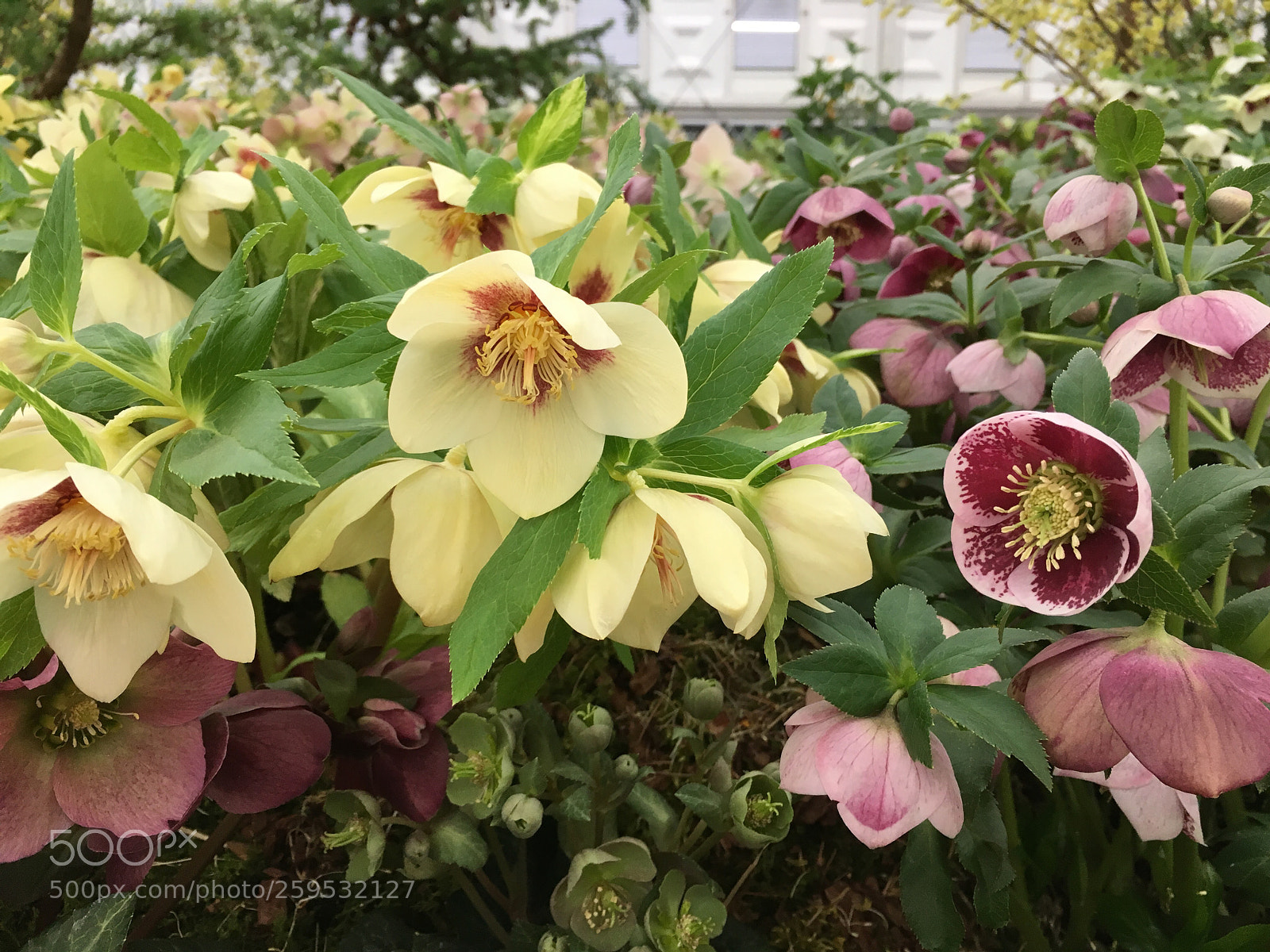 Apple iPhone SE sample photo. Helleborus photography