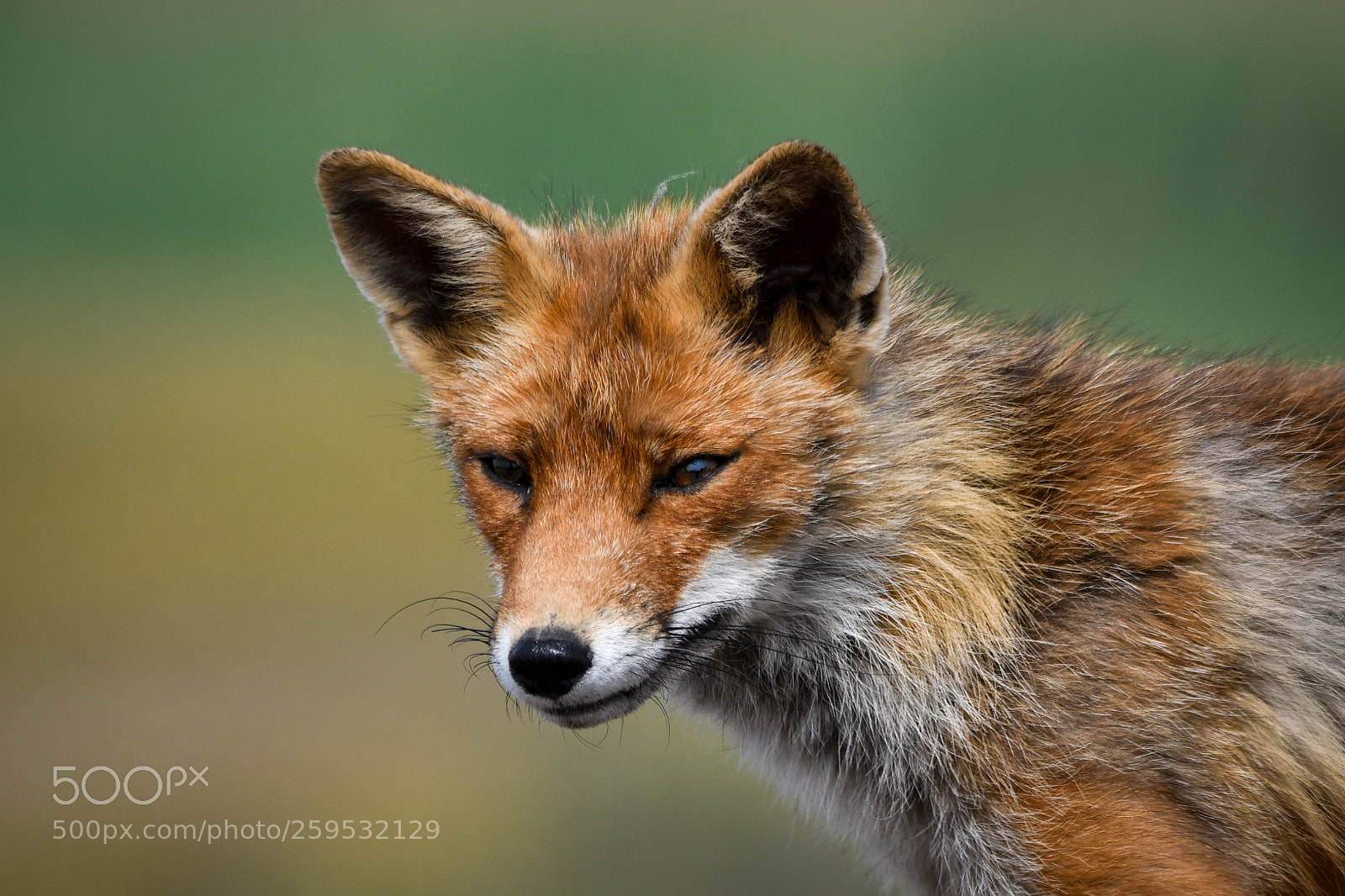 Nikon D7500 sample photo. Red fox photography