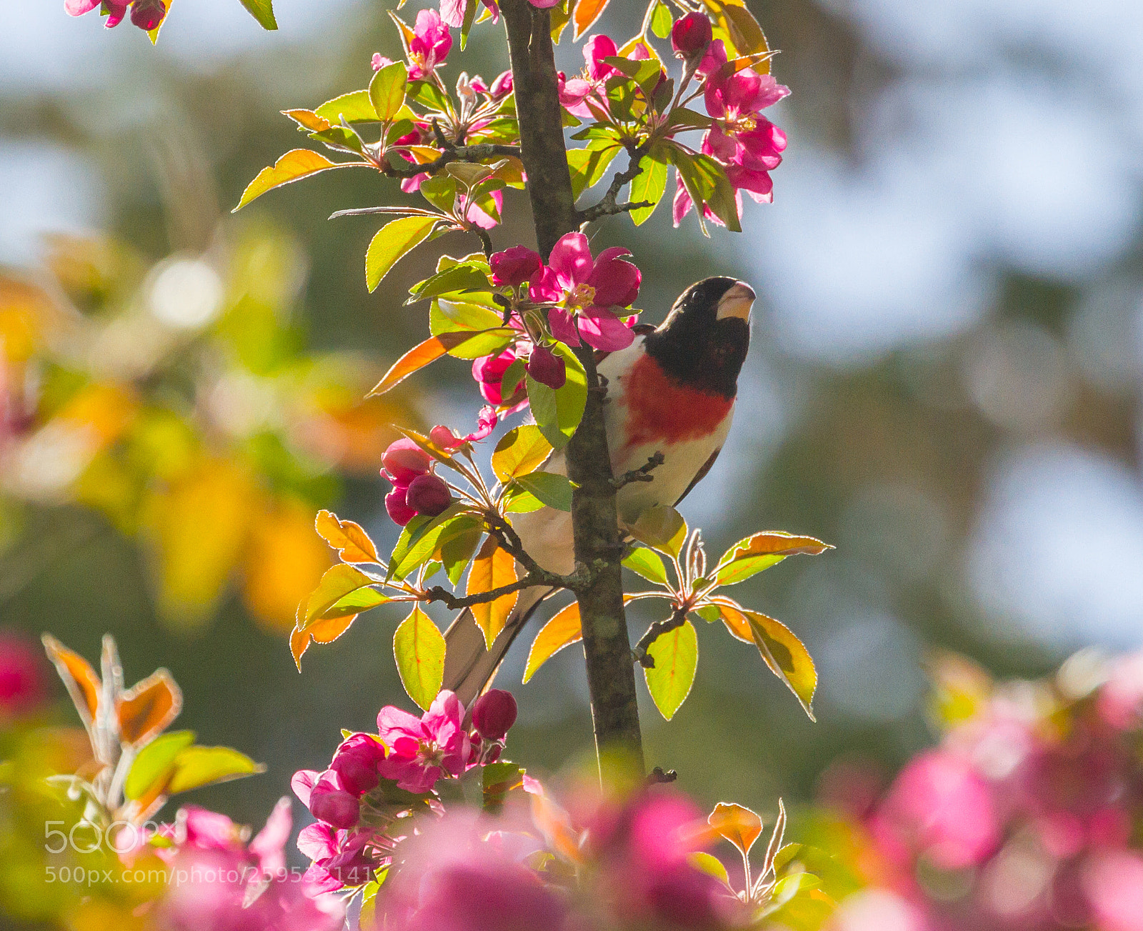 Canon EOS 7D sample photo. Backlit grosbeak photography