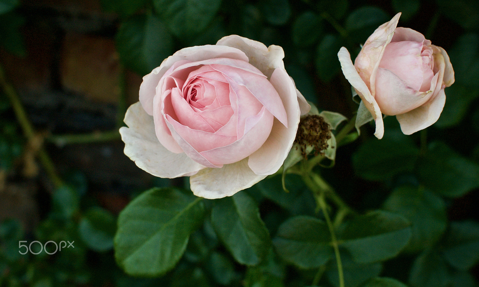 Nikon 1 J2 sample photo. Roses photography