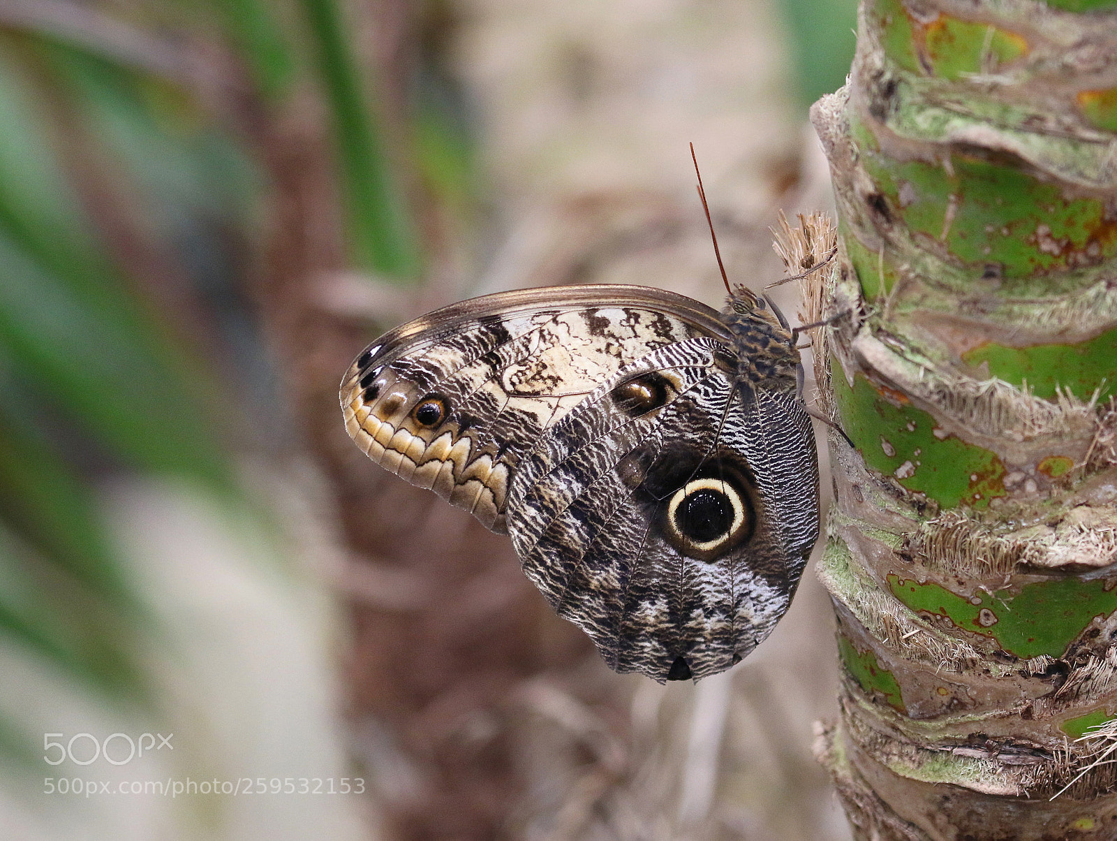 Canon EOS 7D Mark II sample photo. Big eye photography