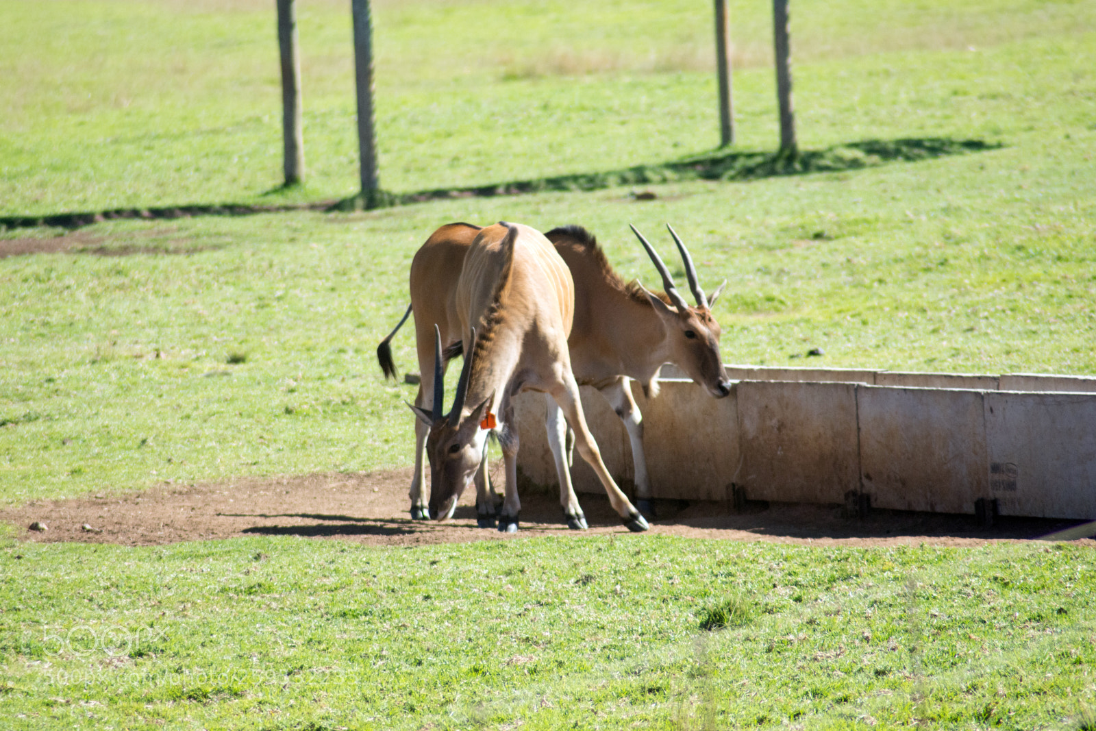 Nikon D7200 sample photo. Elands and other animals photography