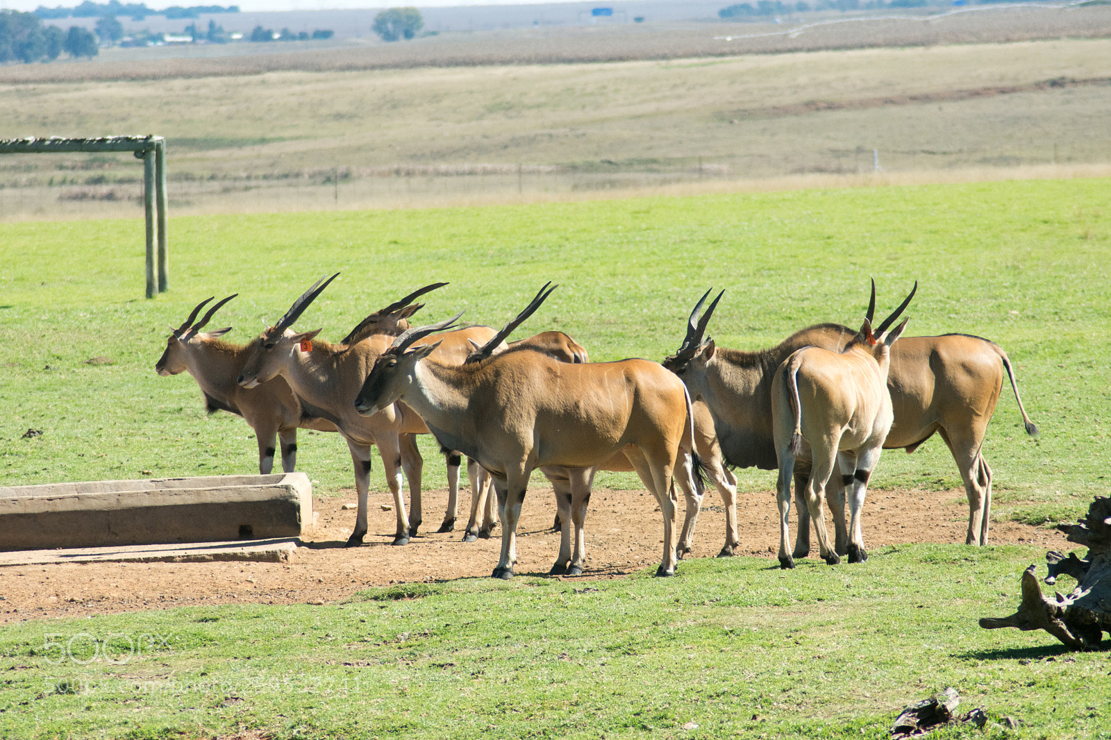 Nikon D7200 sample photo. Elands and other animals photography