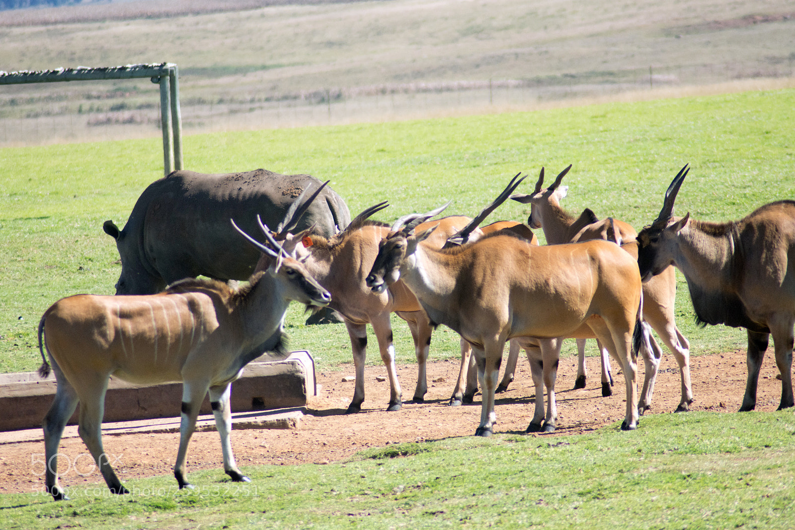 Nikon D7200 sample photo. Elands and other animals photography