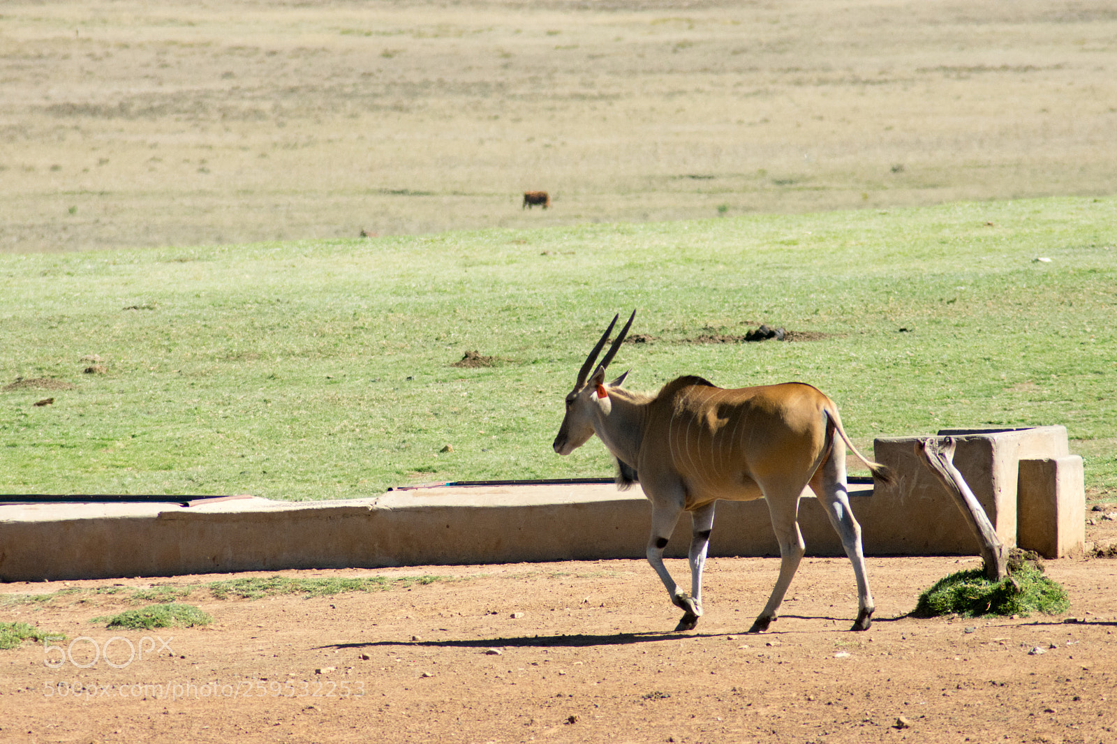 Nikon D7200 sample photo. Elands and other animals photography