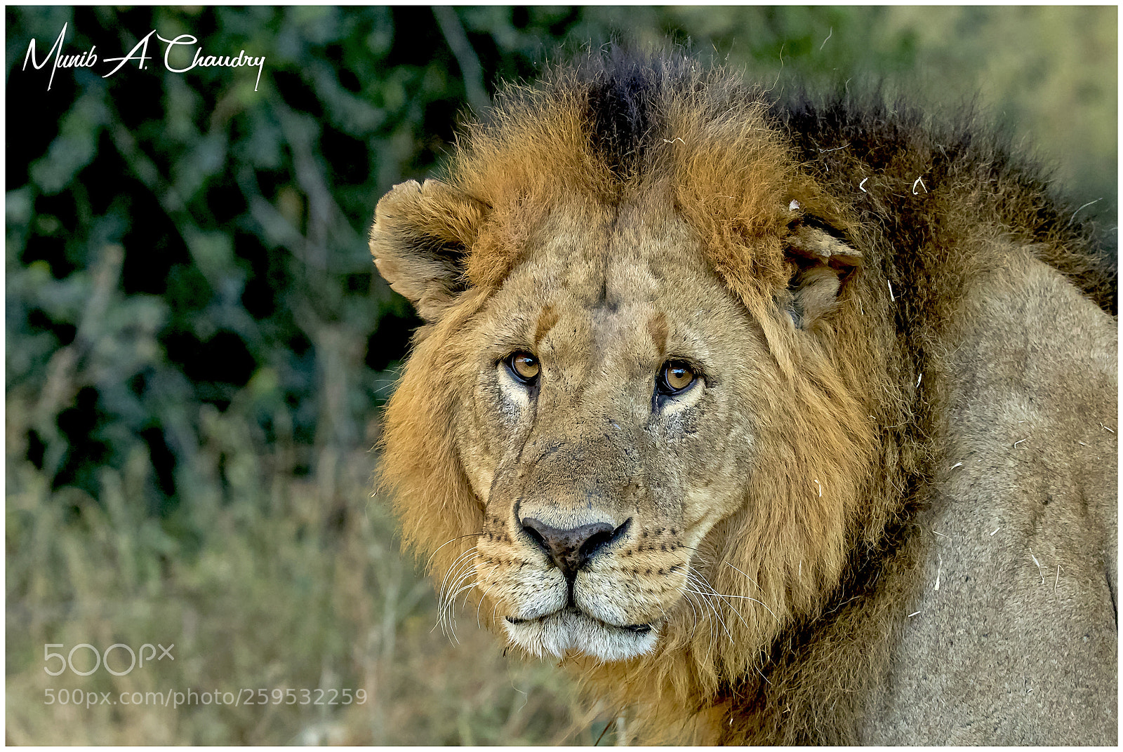 Canon EOS-1D X Mark II sample photo. King of the lake photography
