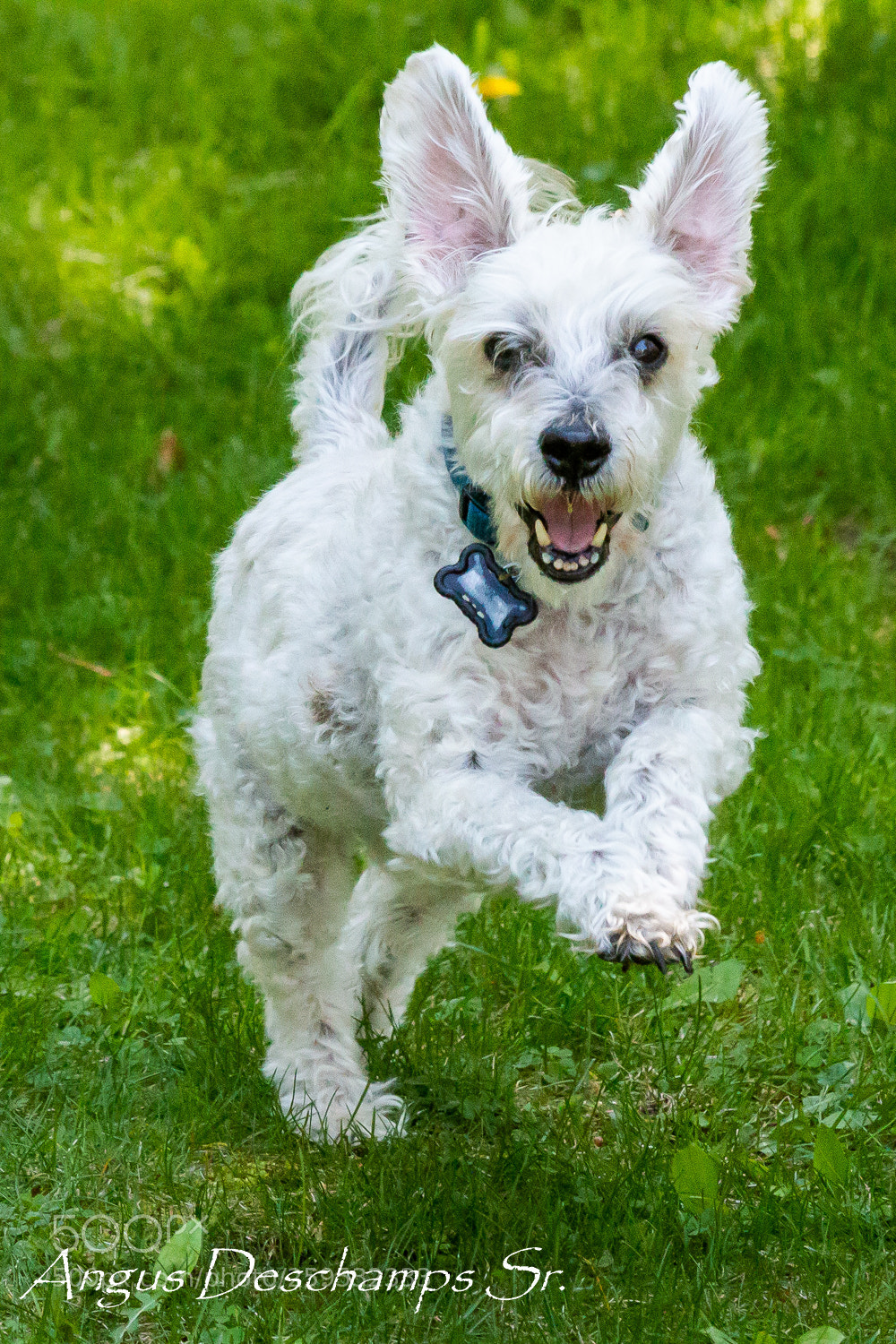 Canon EOS 70D sample photo. Bounding happiness photography