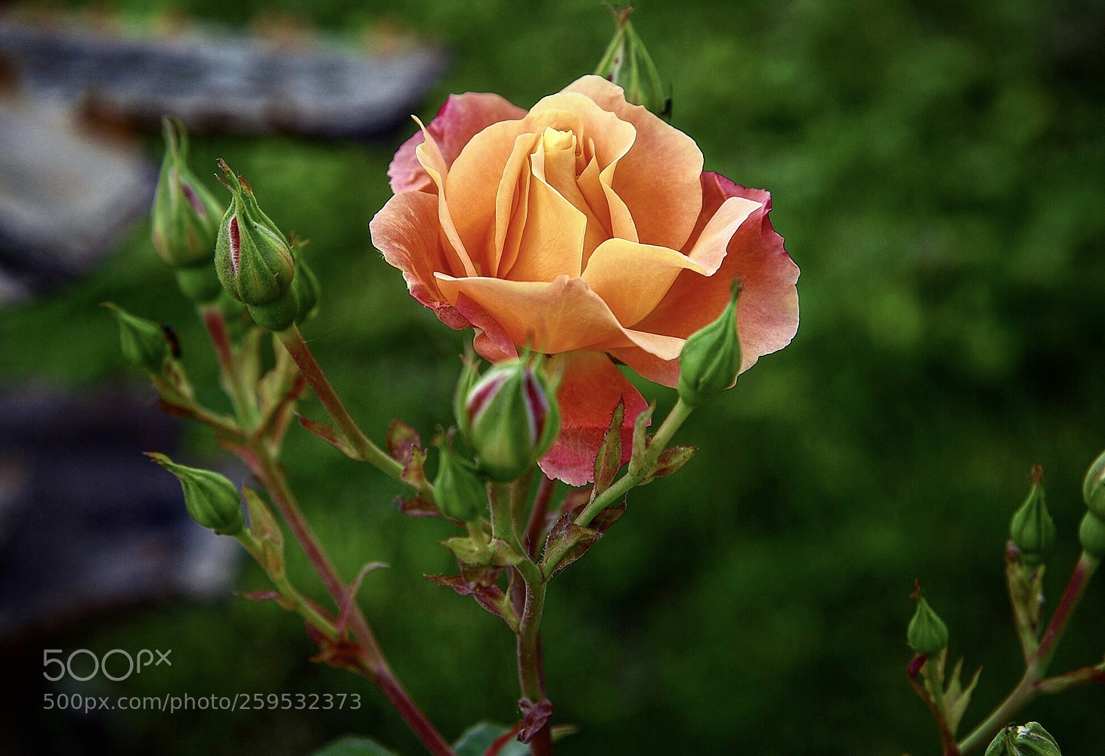 Nikon D750 sample photo. The rose photography