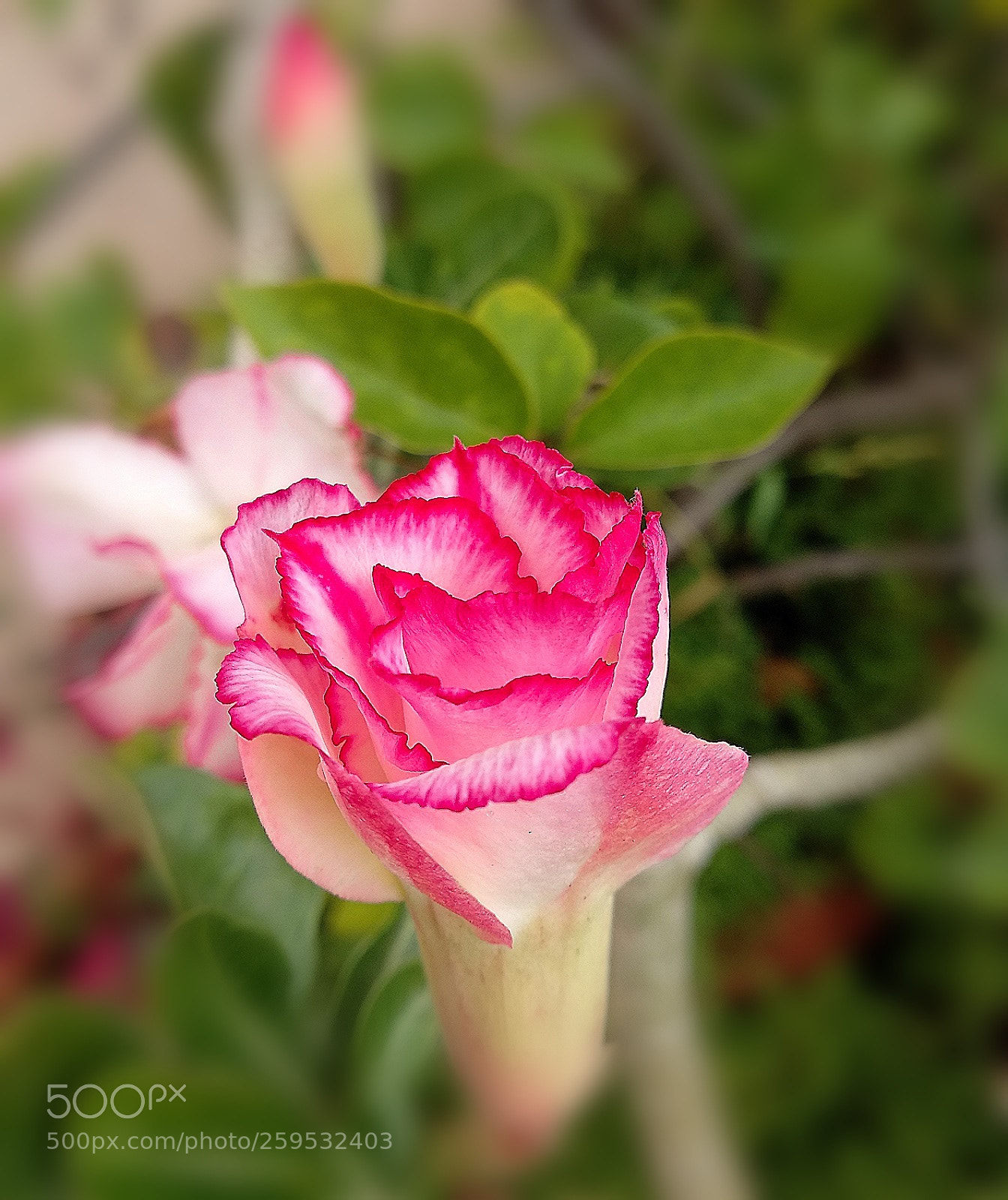Xiaomi Mi A1 sample photo. Addenium.. photography