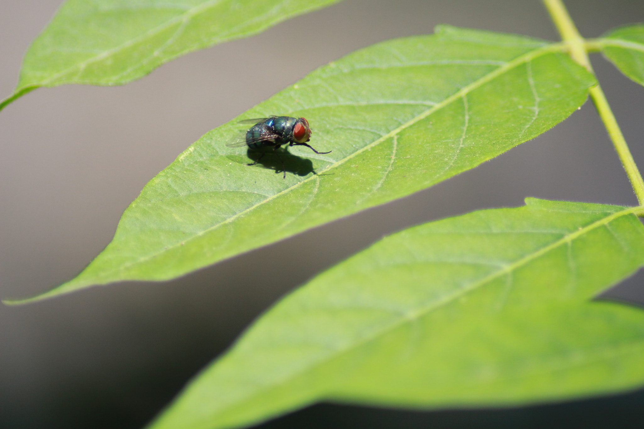 Canon EOS 700D (EOS Rebel T5i / EOS Kiss X7i) sample photo. Lord of flies photography
