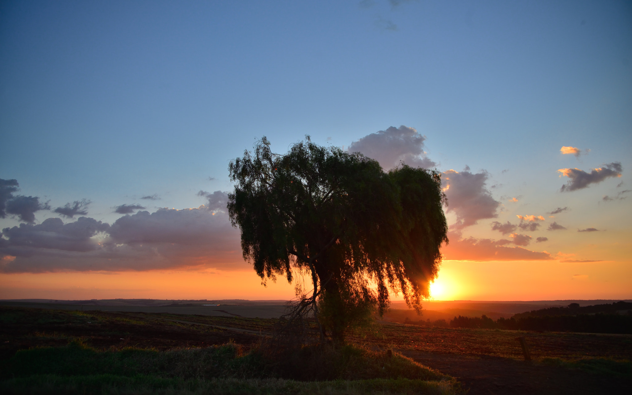 Nikon D610 sample photo. Tree on fire photography