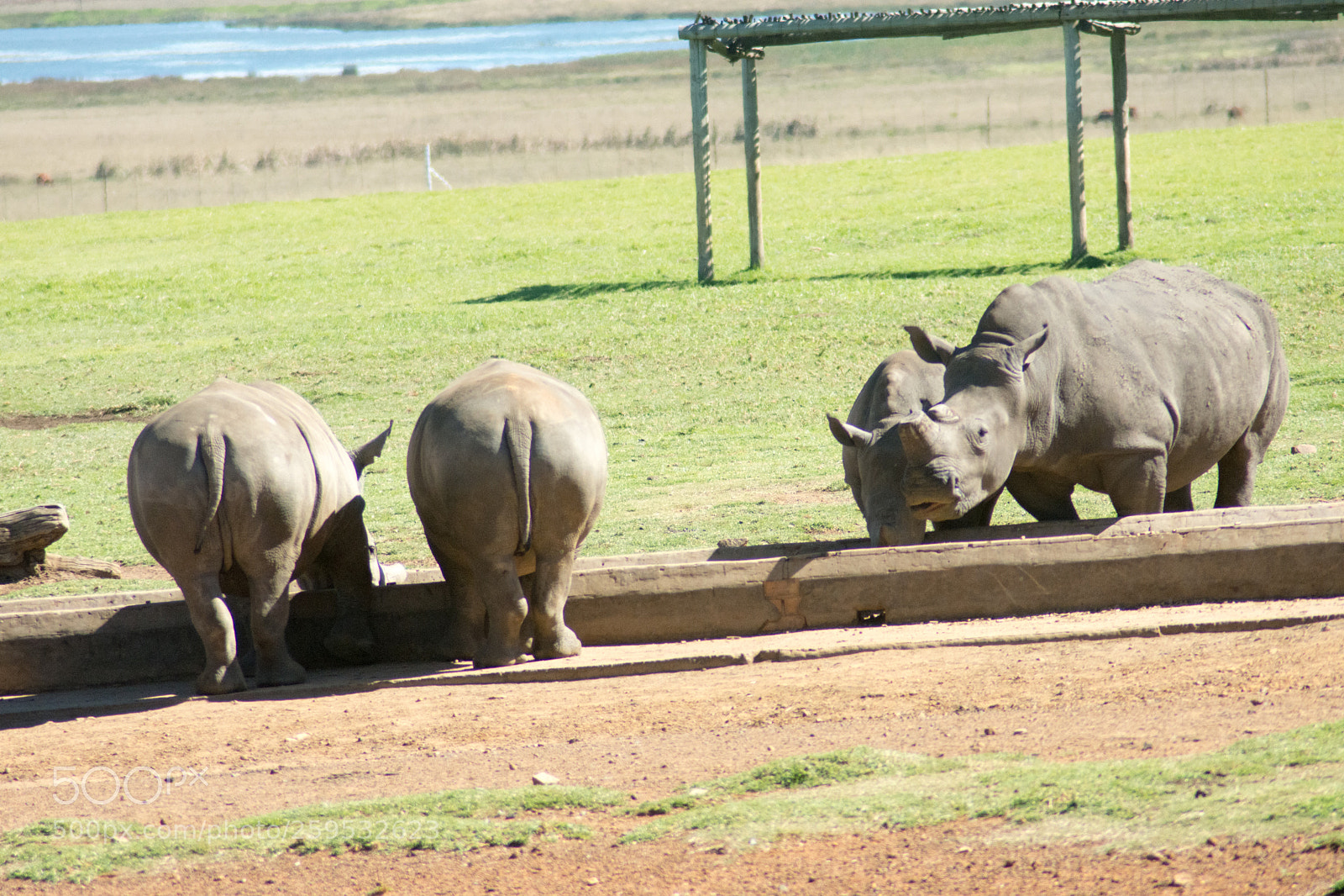 Nikon D7200 sample photo. Rhinos at alzu, n4 photography