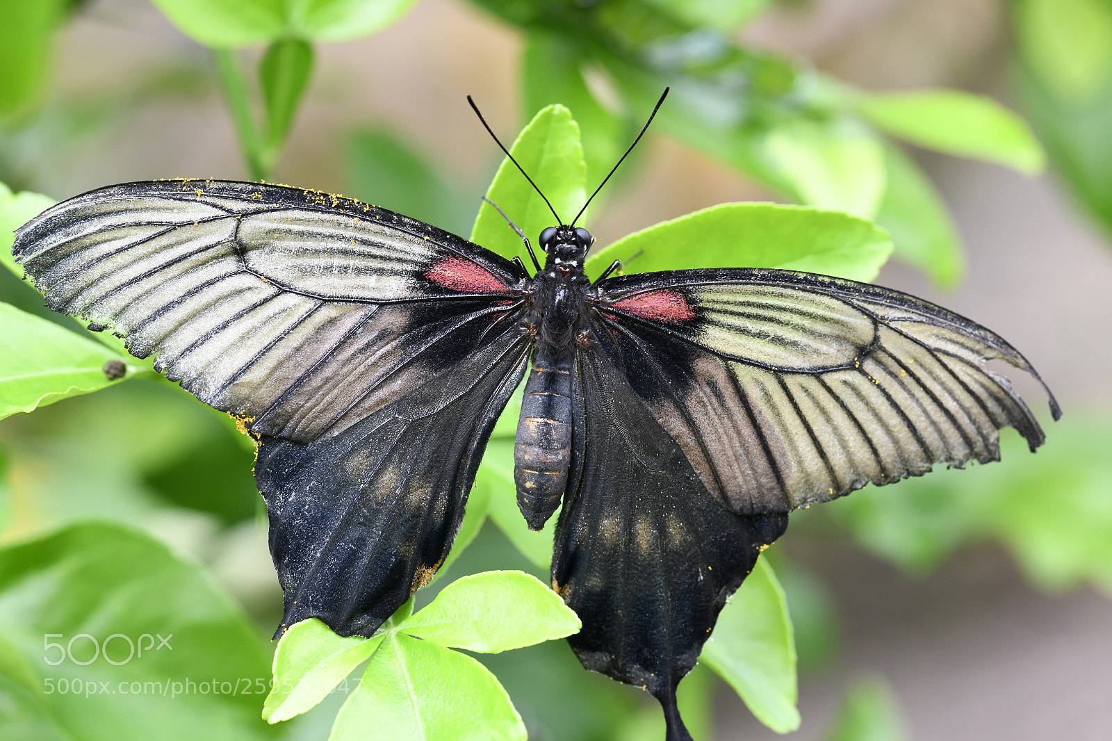 Nikon D850 sample photo. Great yellow mormon photography