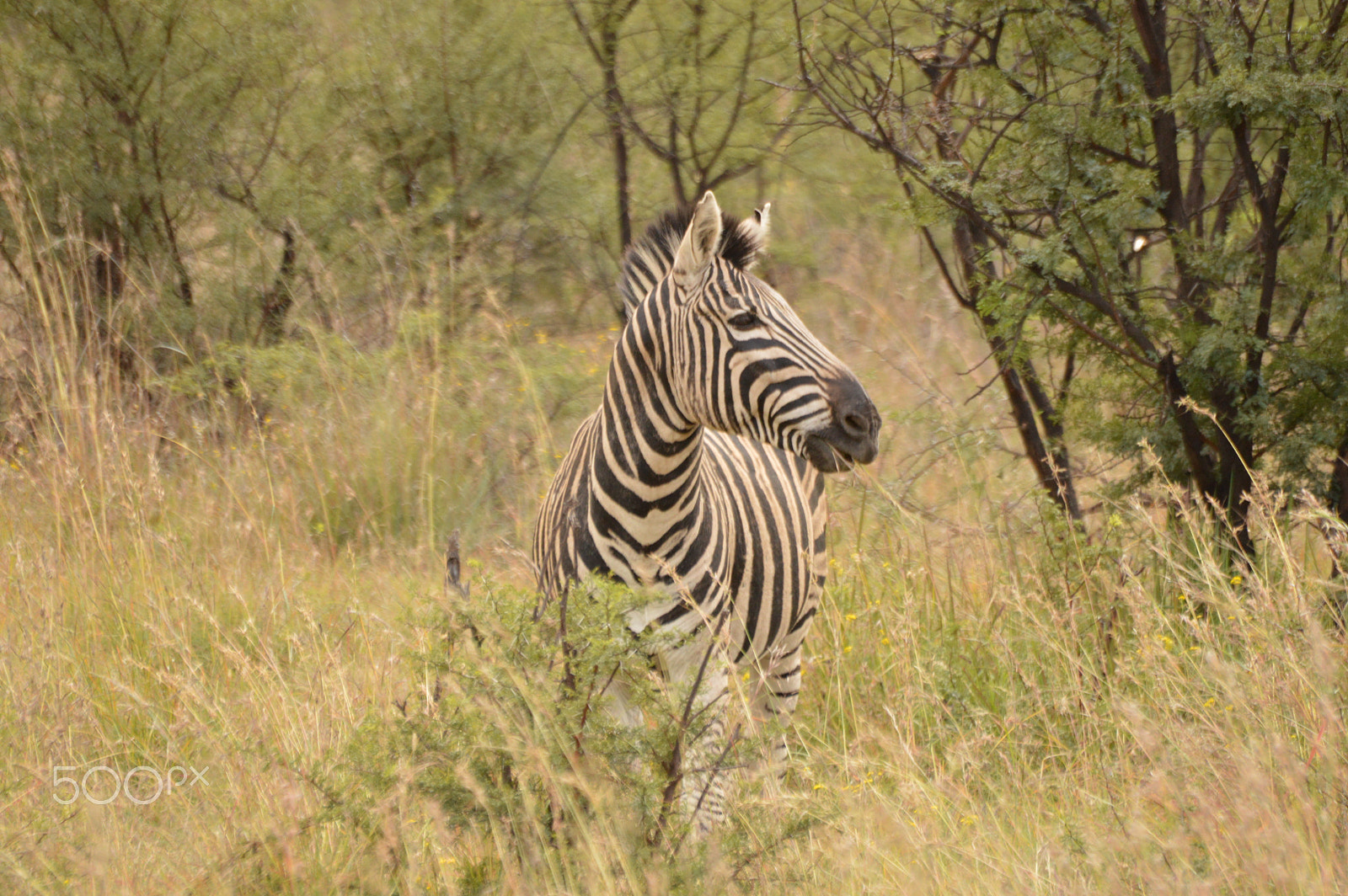 Sigma 70-300mm F4-5.6 APO DG Macro sample photo. Zebra photography