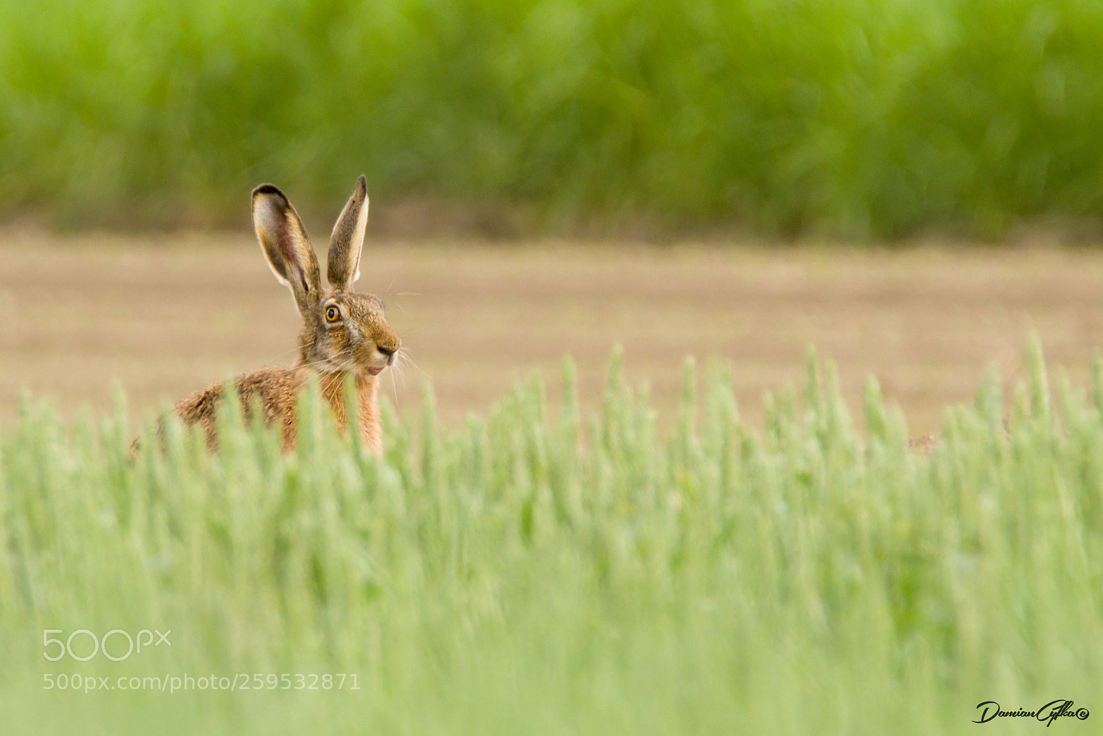 Canon EOS 7D sample photo. Hare photography