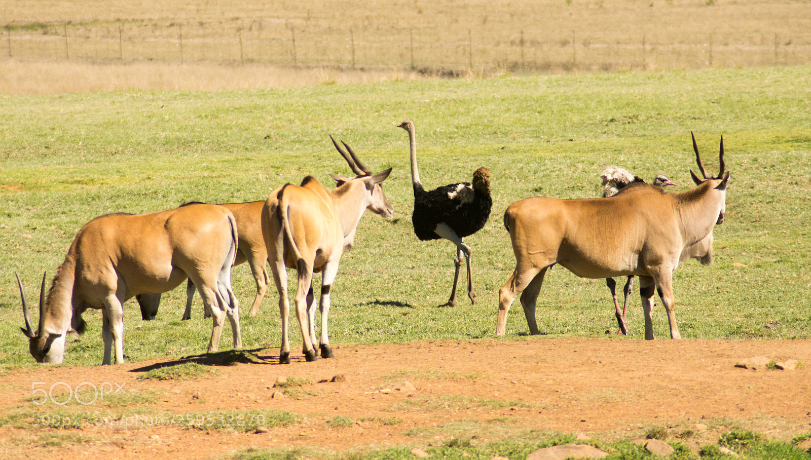 Nikon D7200 sample photo. Elands and other animals photography