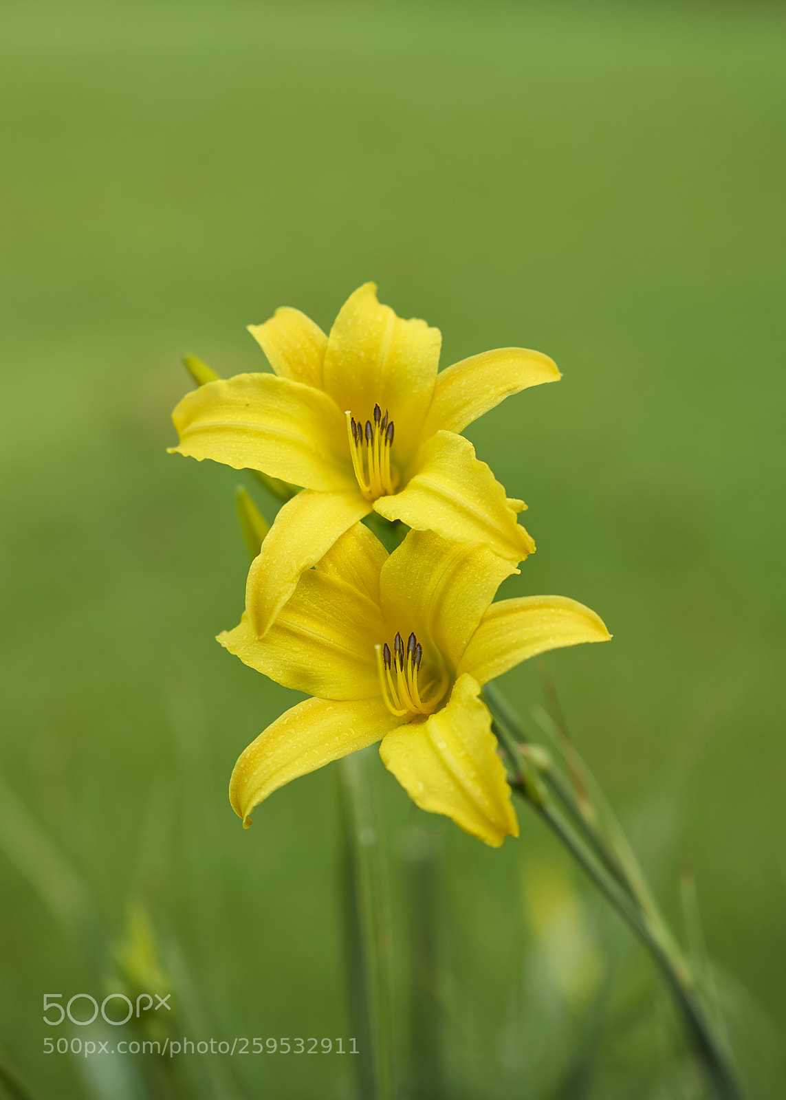 Sony a7R II sample photo. Yellow lily photography