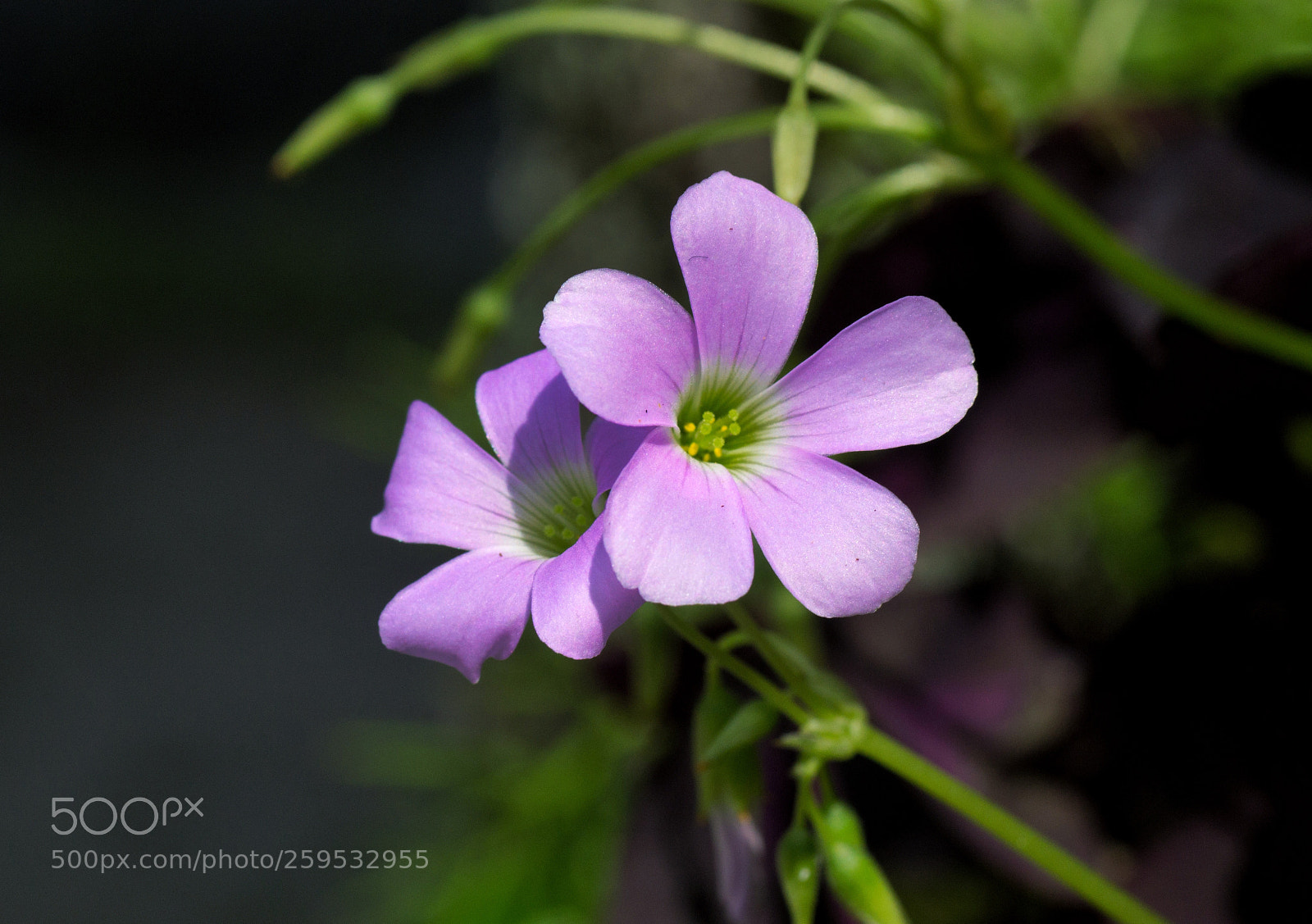 Nikon D3100 sample photo. Flowers head beauty photography