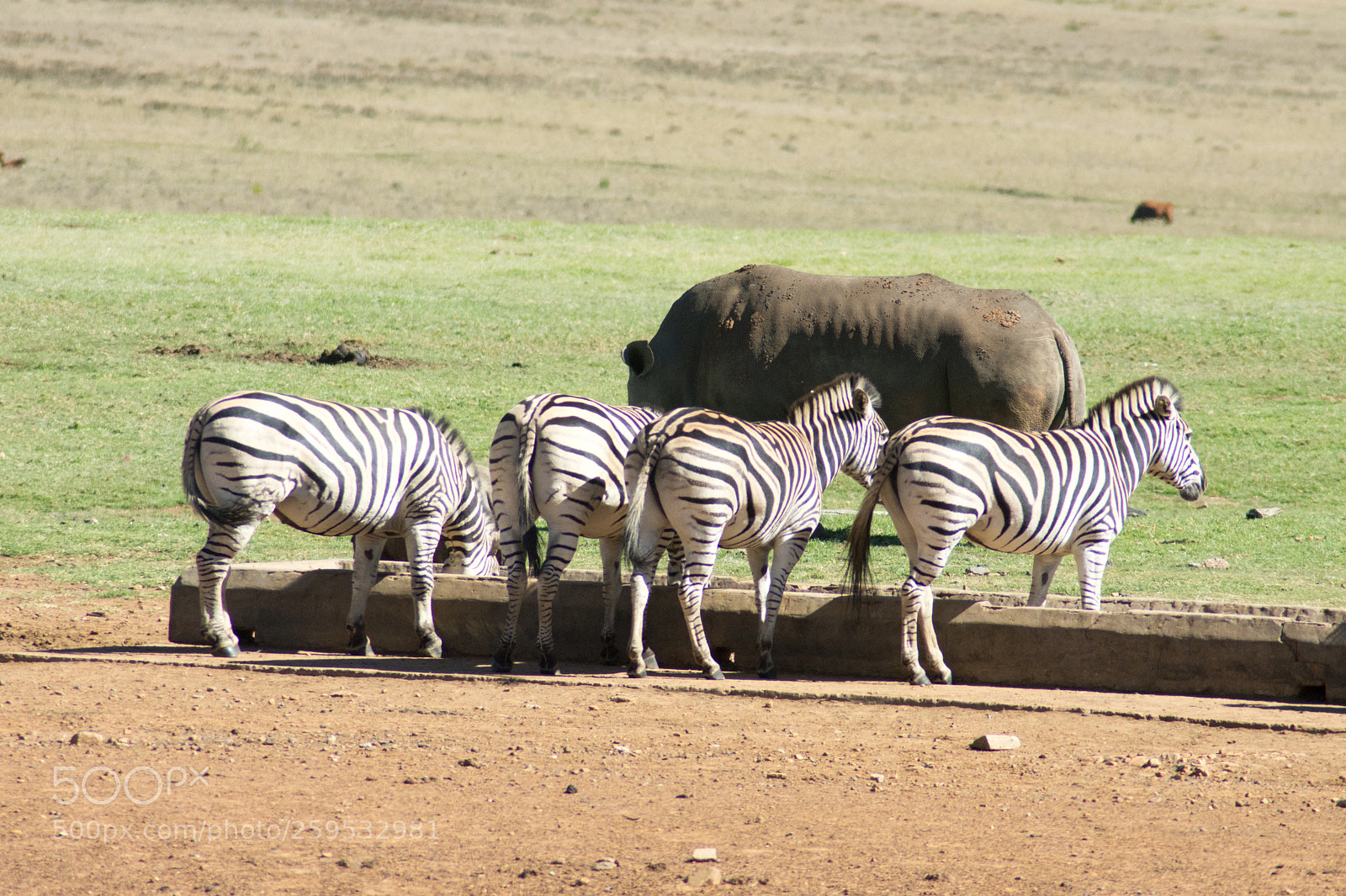Nikon D7200 sample photo. Zebras at alzu, n4 photography