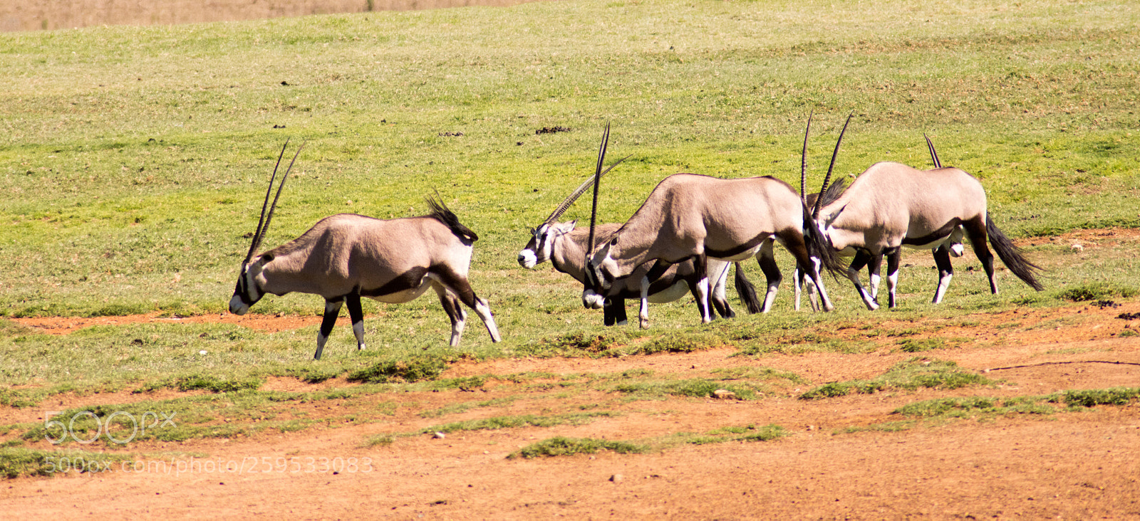 Nikon D7200 sample photo. Elands and other animals photography