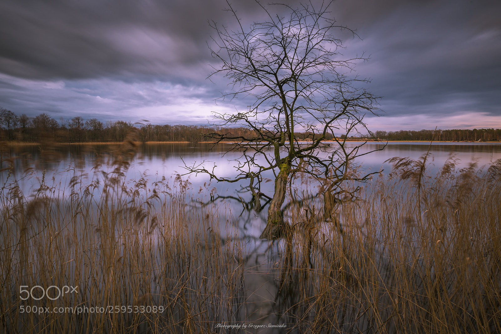 Nikon D810 sample photo. Hofstade nature photography