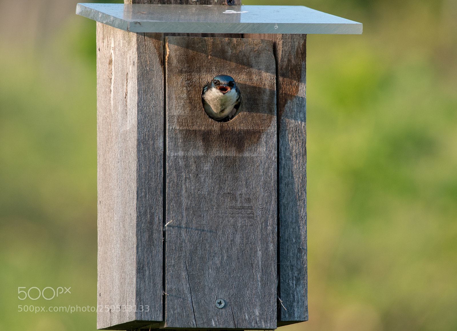 Nikon D750 sample photo. Swallow in the window photography
