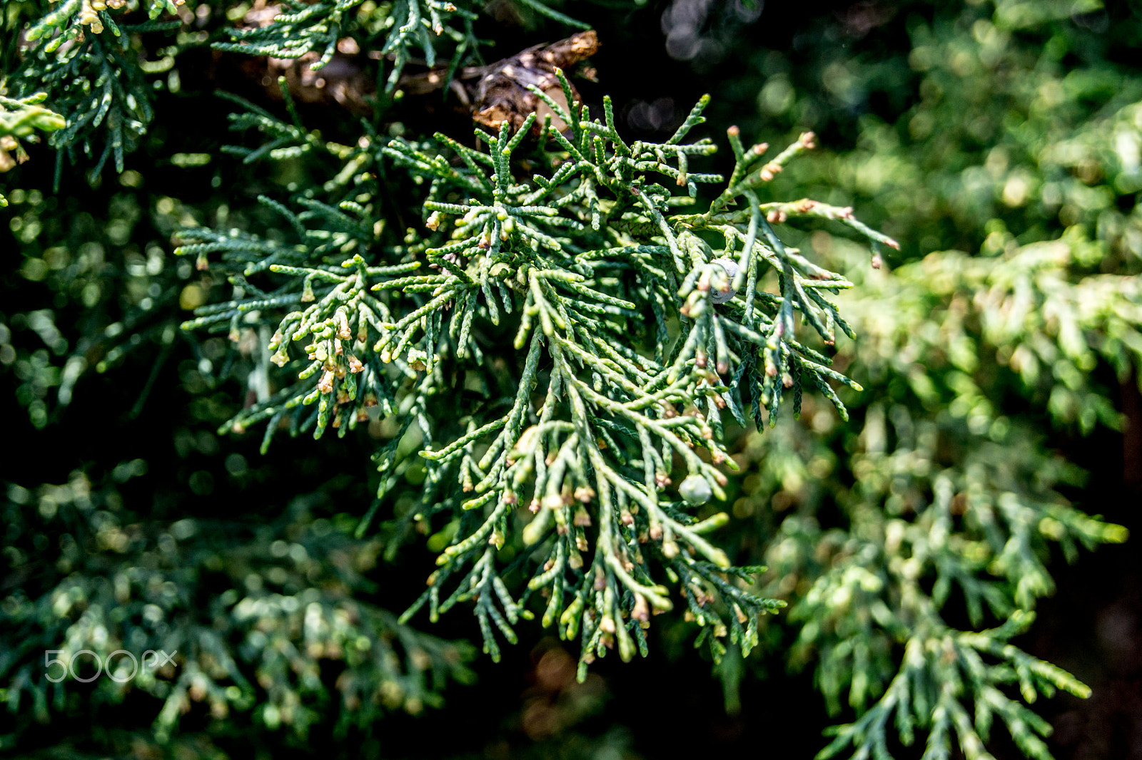 Sony a5100 sample photo. Walking on castione pt6 photography