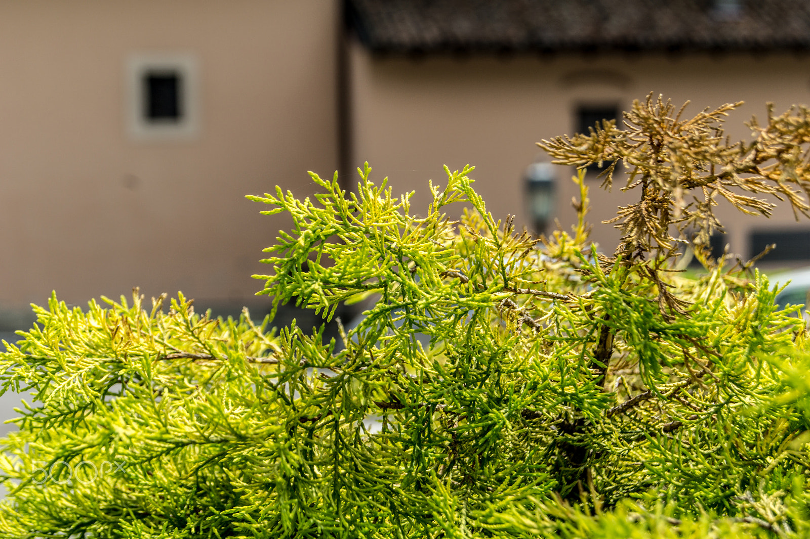 Sony a5100 sample photo. Walking on castione pt6 photography