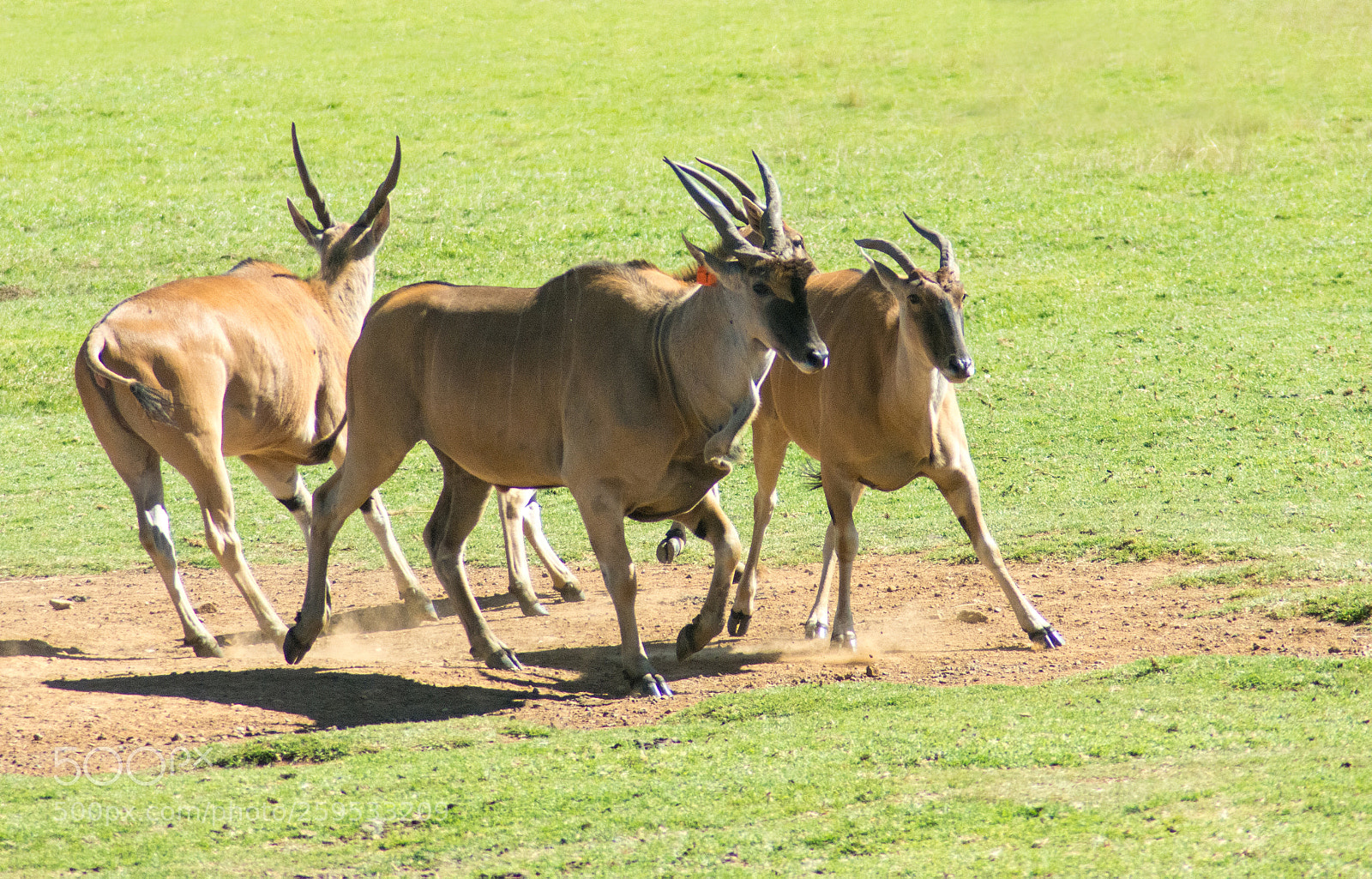 Nikon D7200 sample photo. Elands and other animals photography