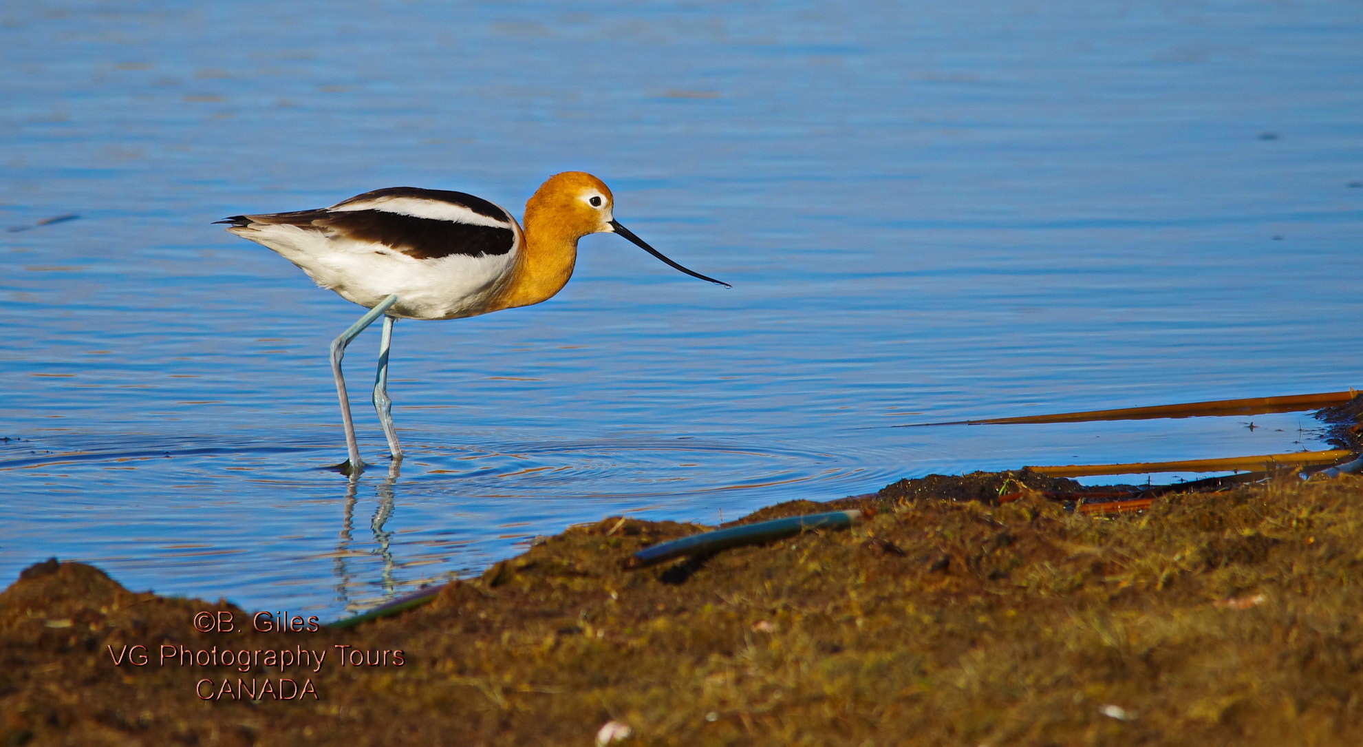 Pentax K-5 IIs + Sigma 150-500mm F5-6.3 DG OS HSM sample photo. American avocet photography