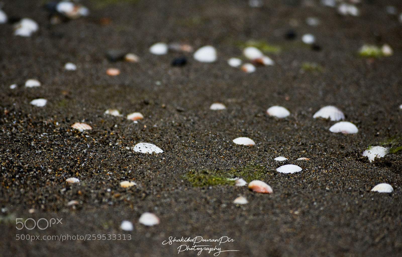 Nikon D3400 sample photo. Shells_iran_north photography
