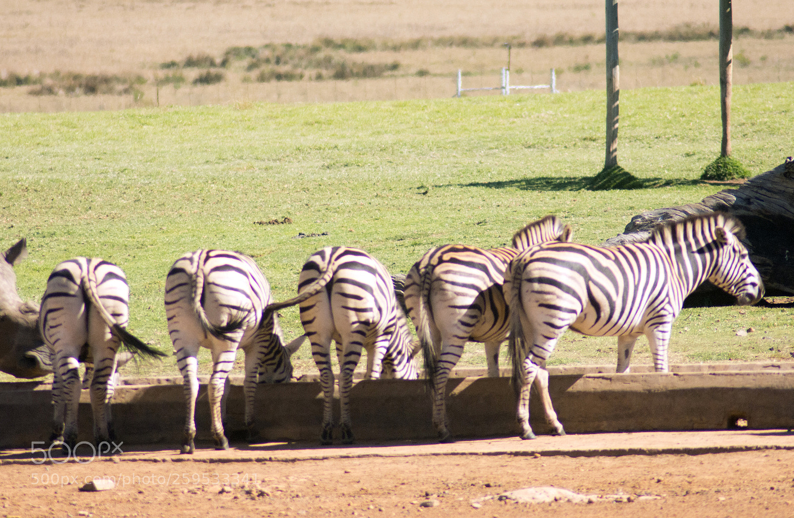 Nikon D7200 sample photo. Zebras at alzu, n4 photography