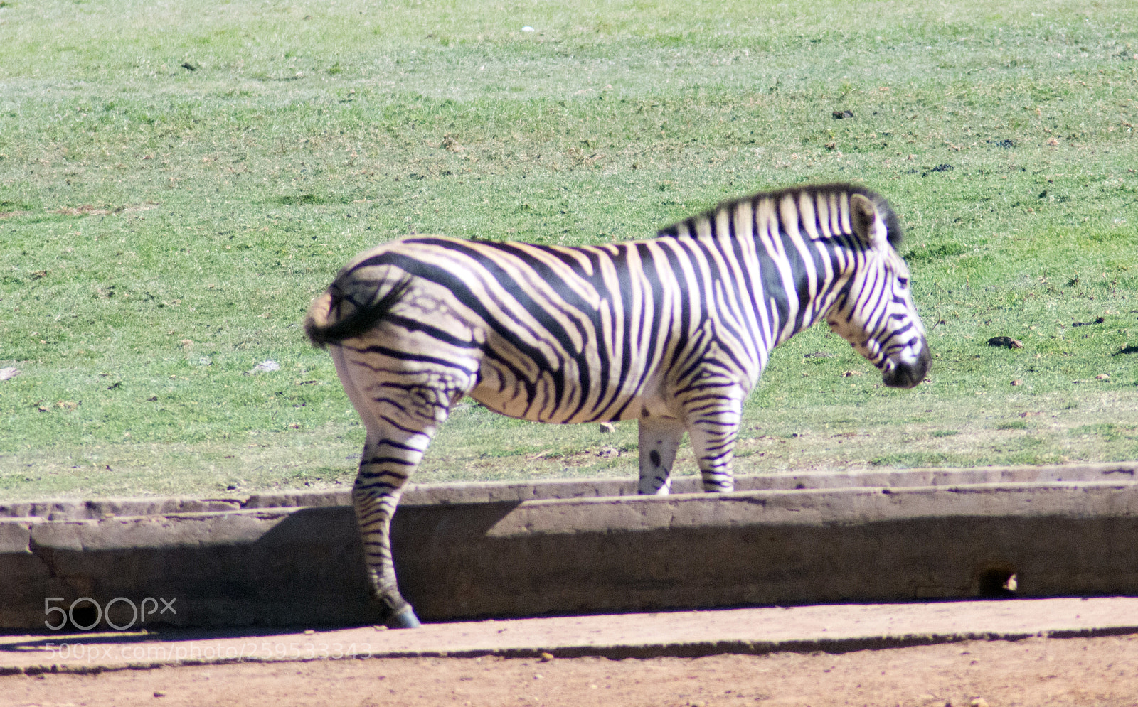 Nikon D7200 sample photo. Zebras at alzu, n4 photography