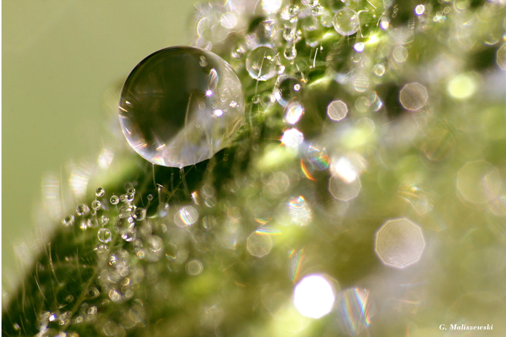 Canon EOS 60D sample photo. Drop of water photography
