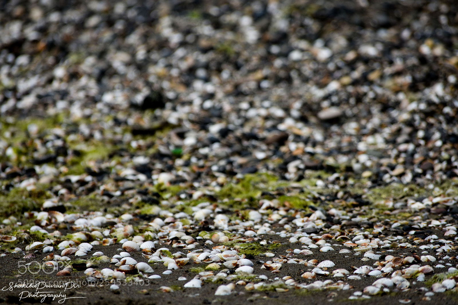 Nikon D3400 sample photo. Shells_stones_iran_north photography
