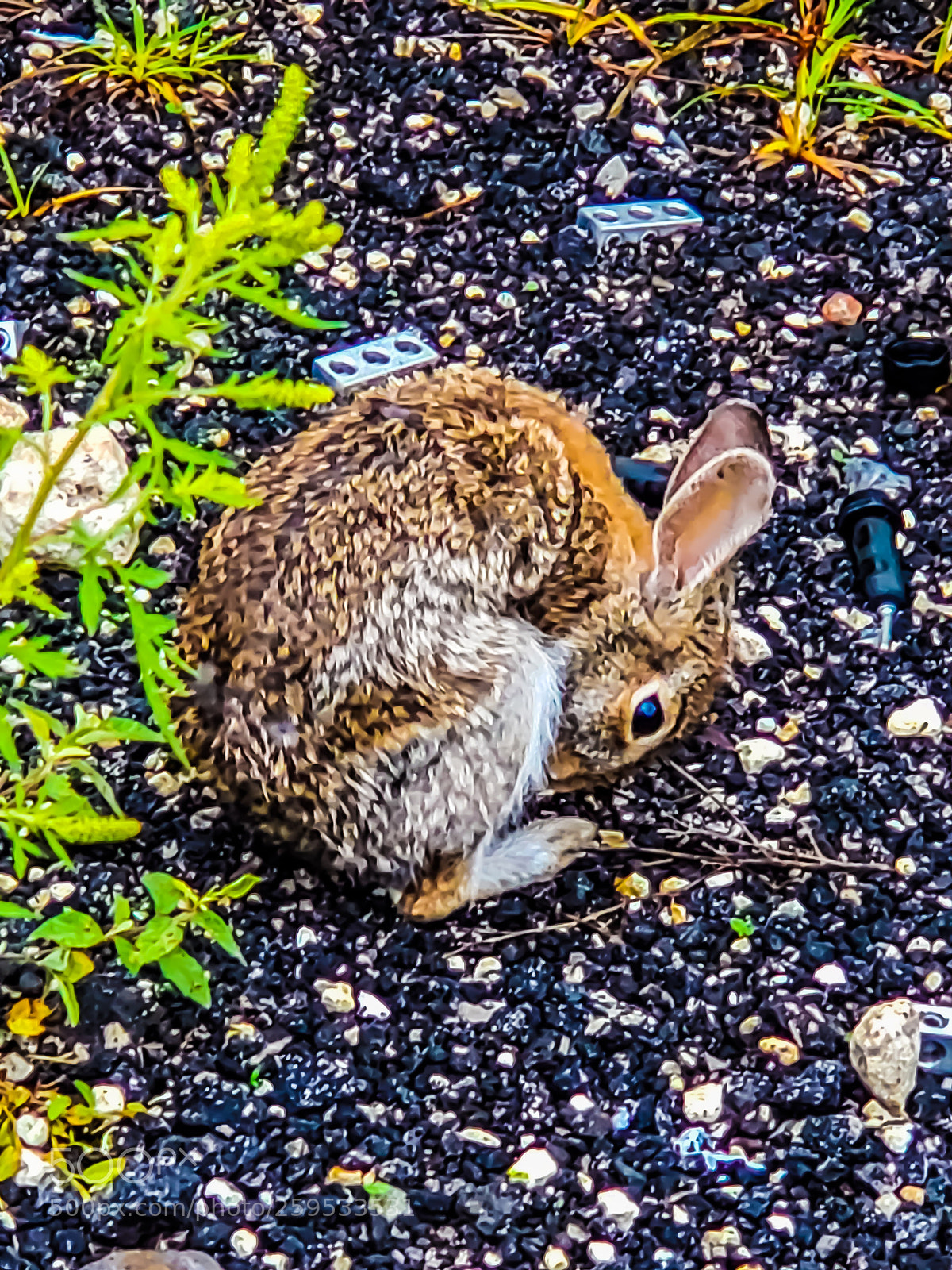 Samsung Galaxy S9+ sample photo. Untitled photography
