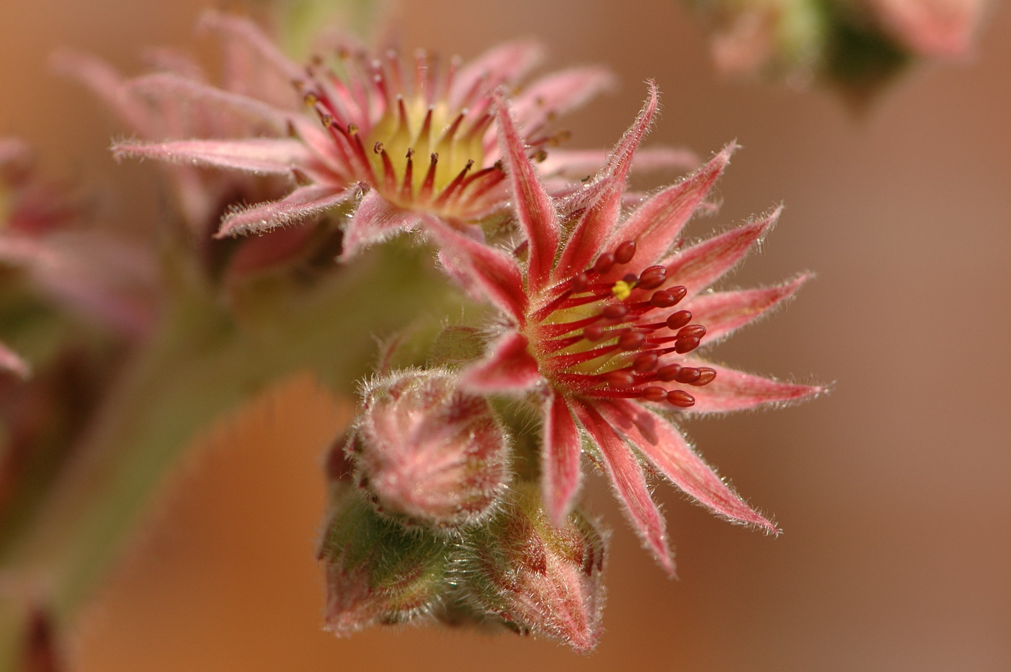 Nikon AF-S Micro-Nikkor 105mm F2.8G IF-ED VR sample photo. Star photography
