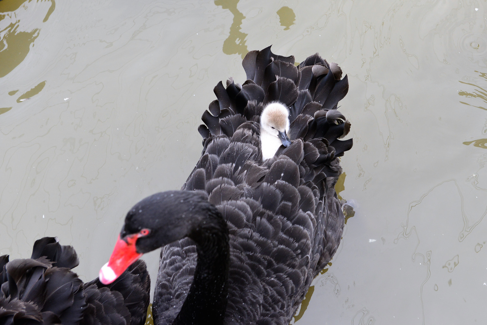 Nikon AF-S Nikkor 24-70mm F2.8G ED sample photo. Baby swan and the mum photography