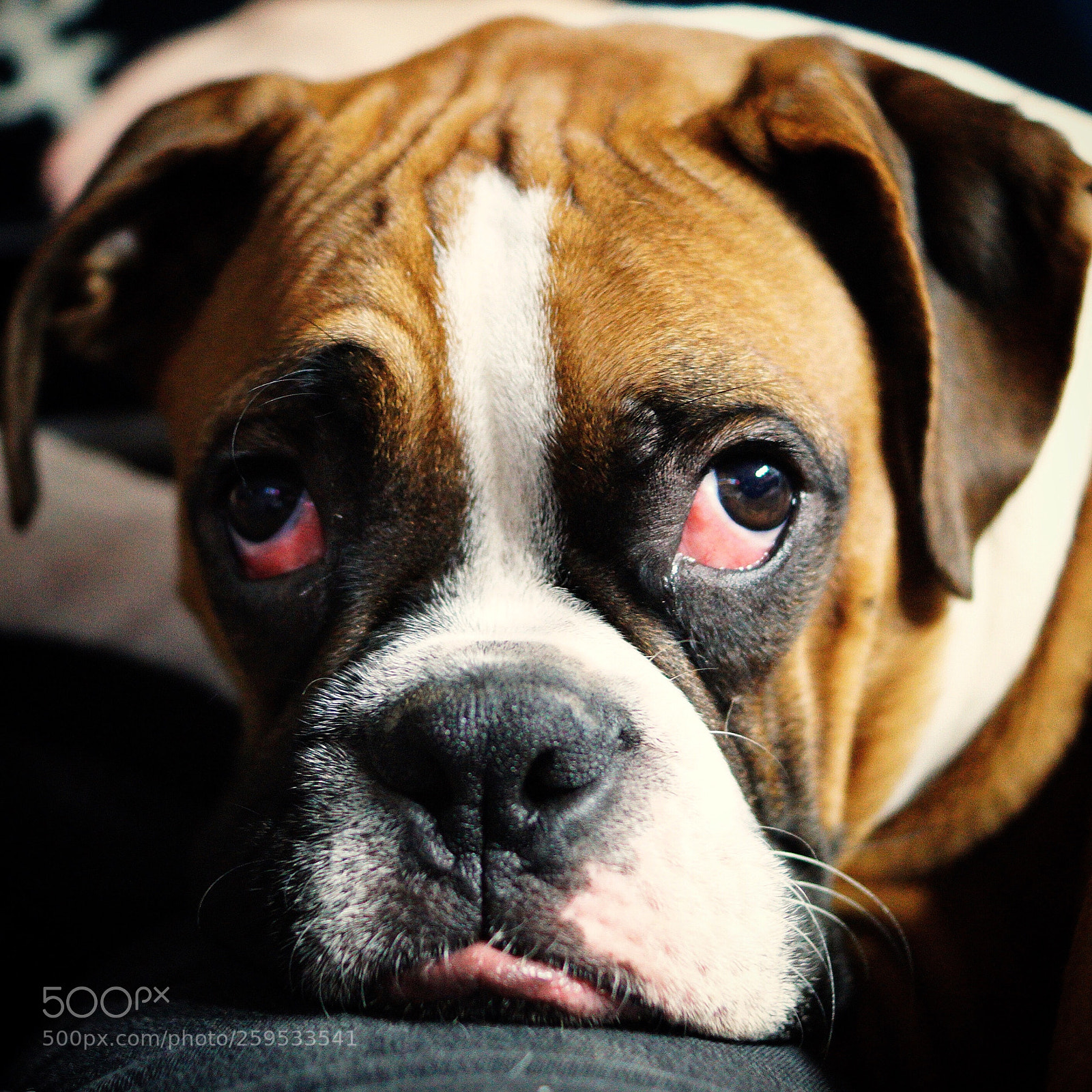 Sony ILCA-77M2 sample photo. Cooper  photography