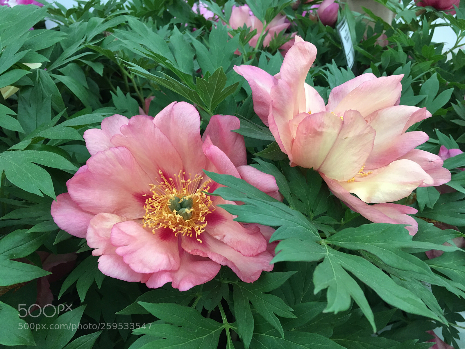 Apple iPhone SE sample photo. Paeonia photography